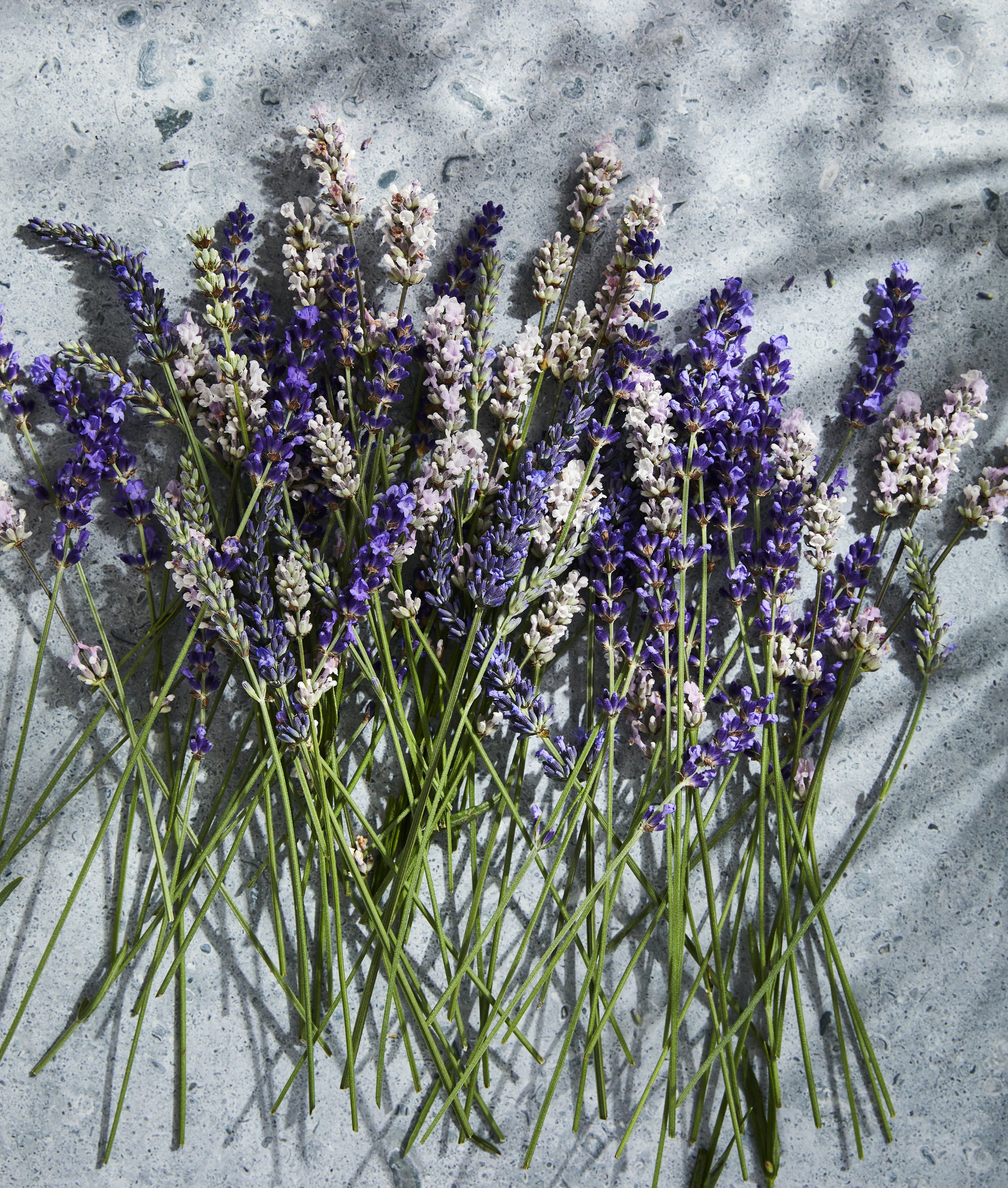 Charity Burggraaf | Cookbook Photographer | Seattle | Bellingham | Vancouver BC | Lavender Cookbook | Bonnie Louise Gillis | Garden Photographer