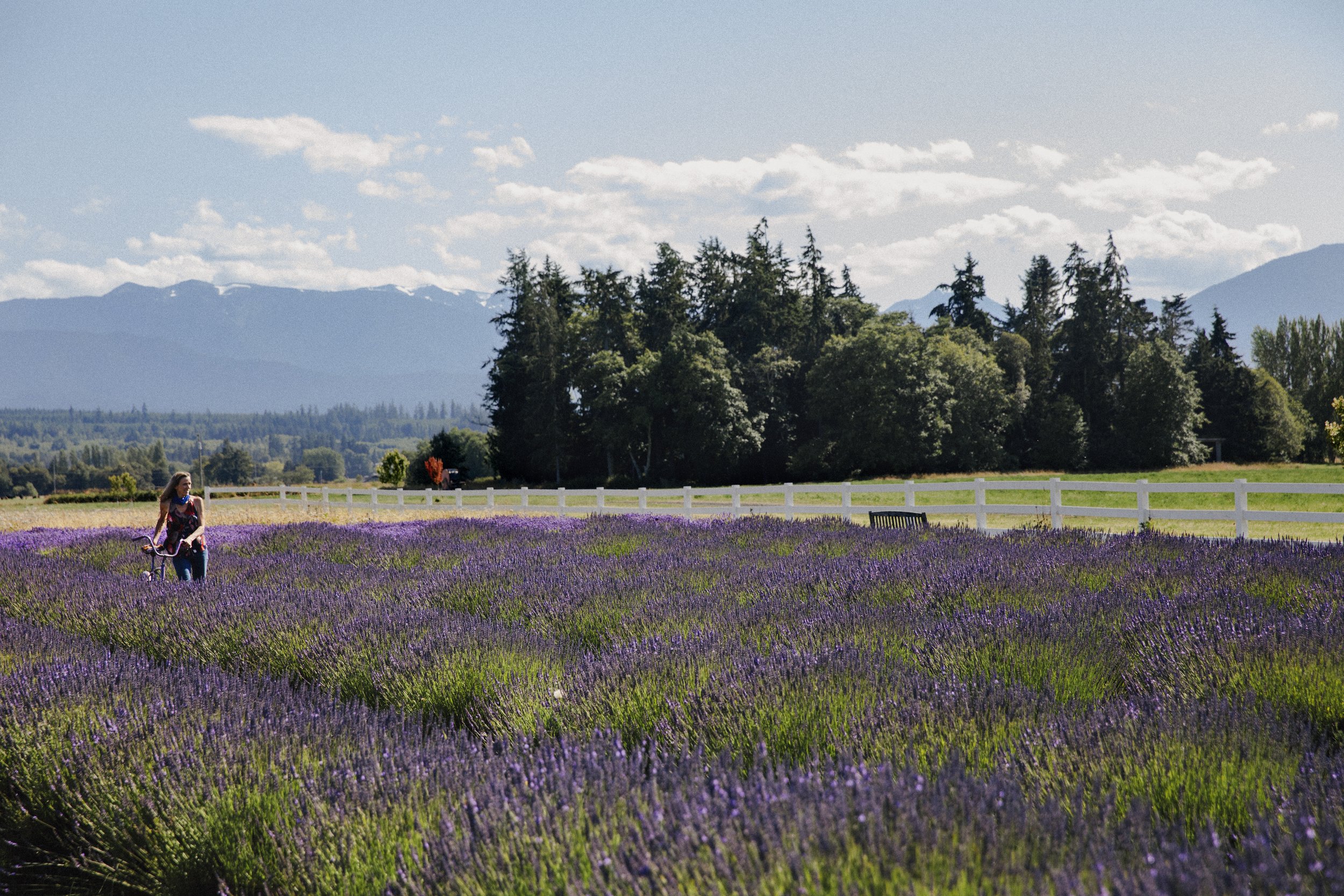 Charity Burggraaf | Cookbook Photographer | Seattle | Bellingham | Vancouver BC | Lavender Cookbook | Bonnie Louise Gillis | Garden Photographer