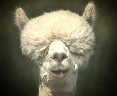 Funny-Llama-pictures-for-desktop1.jpg