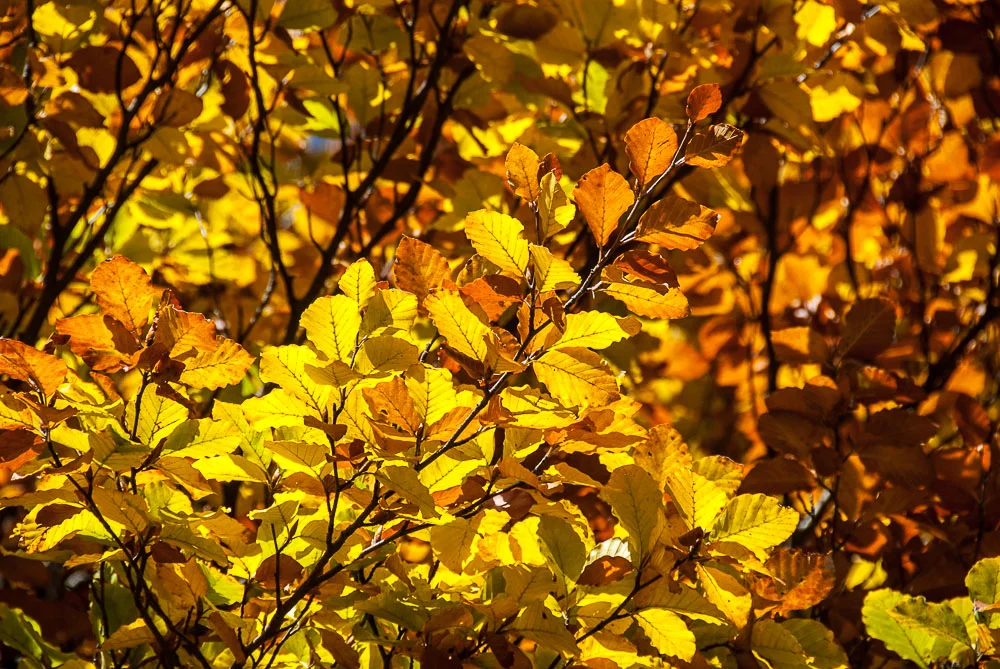 20121021_Morissolo_5098_df.jpg