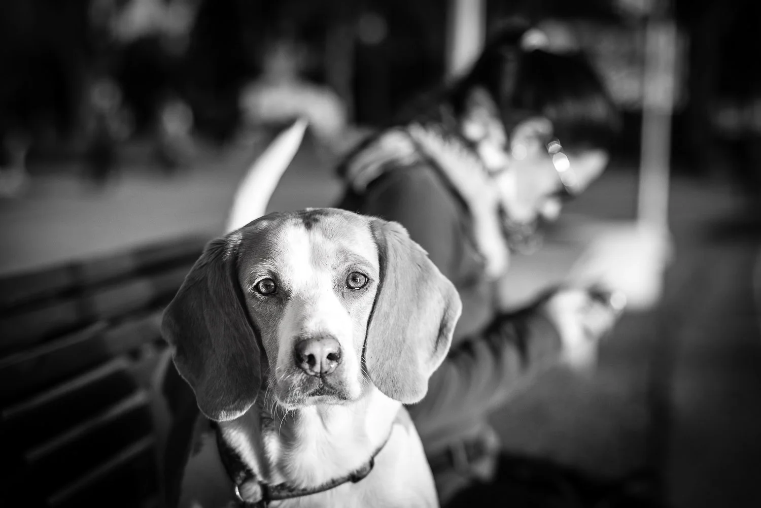 Post processing & Cropping with Lightroom