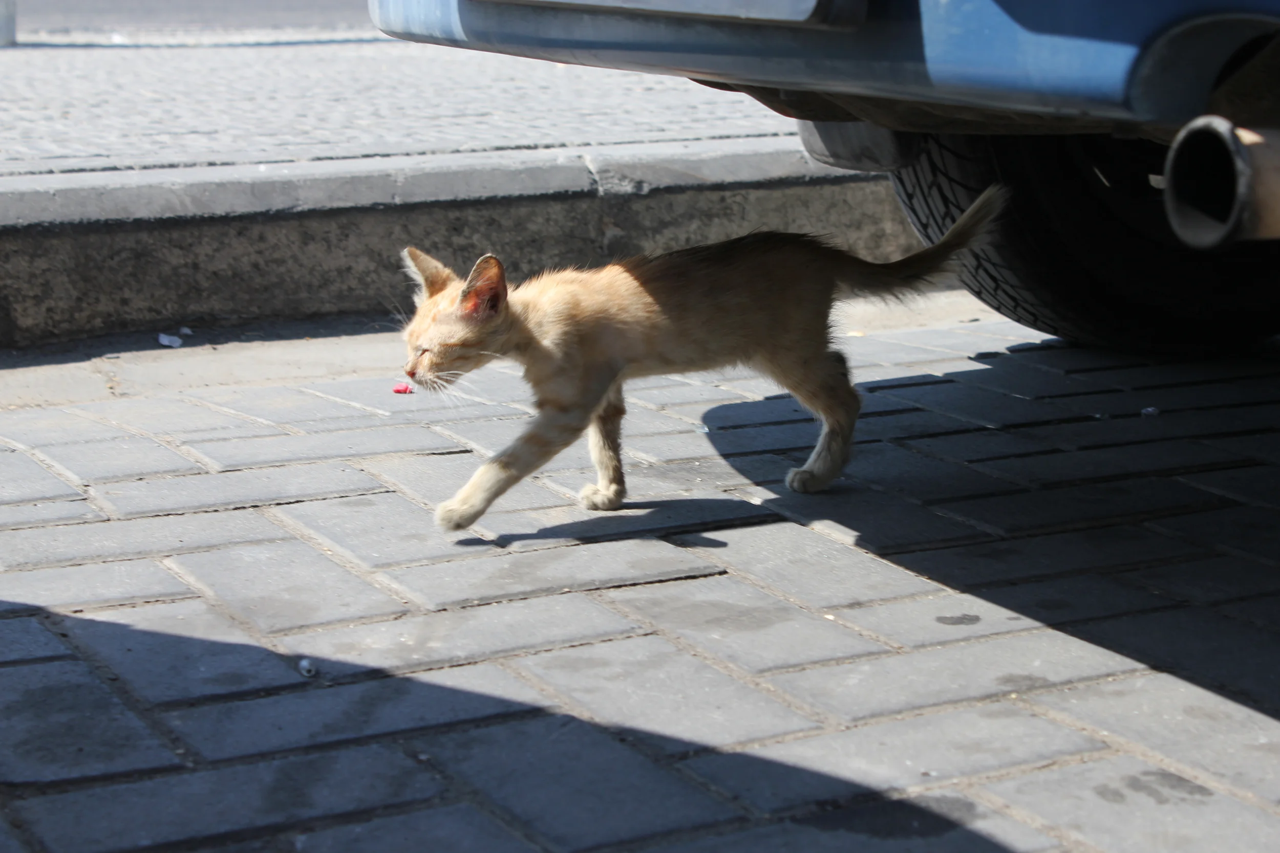 IMG_7371.JPG
