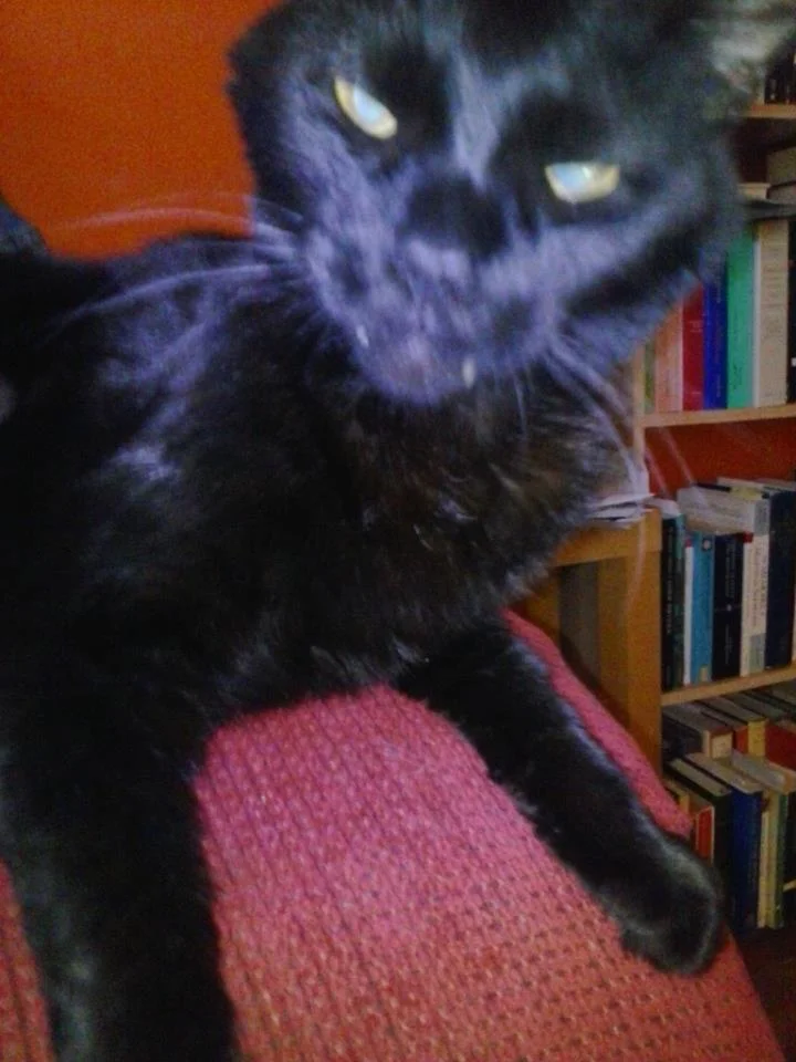 Vampire kitty!