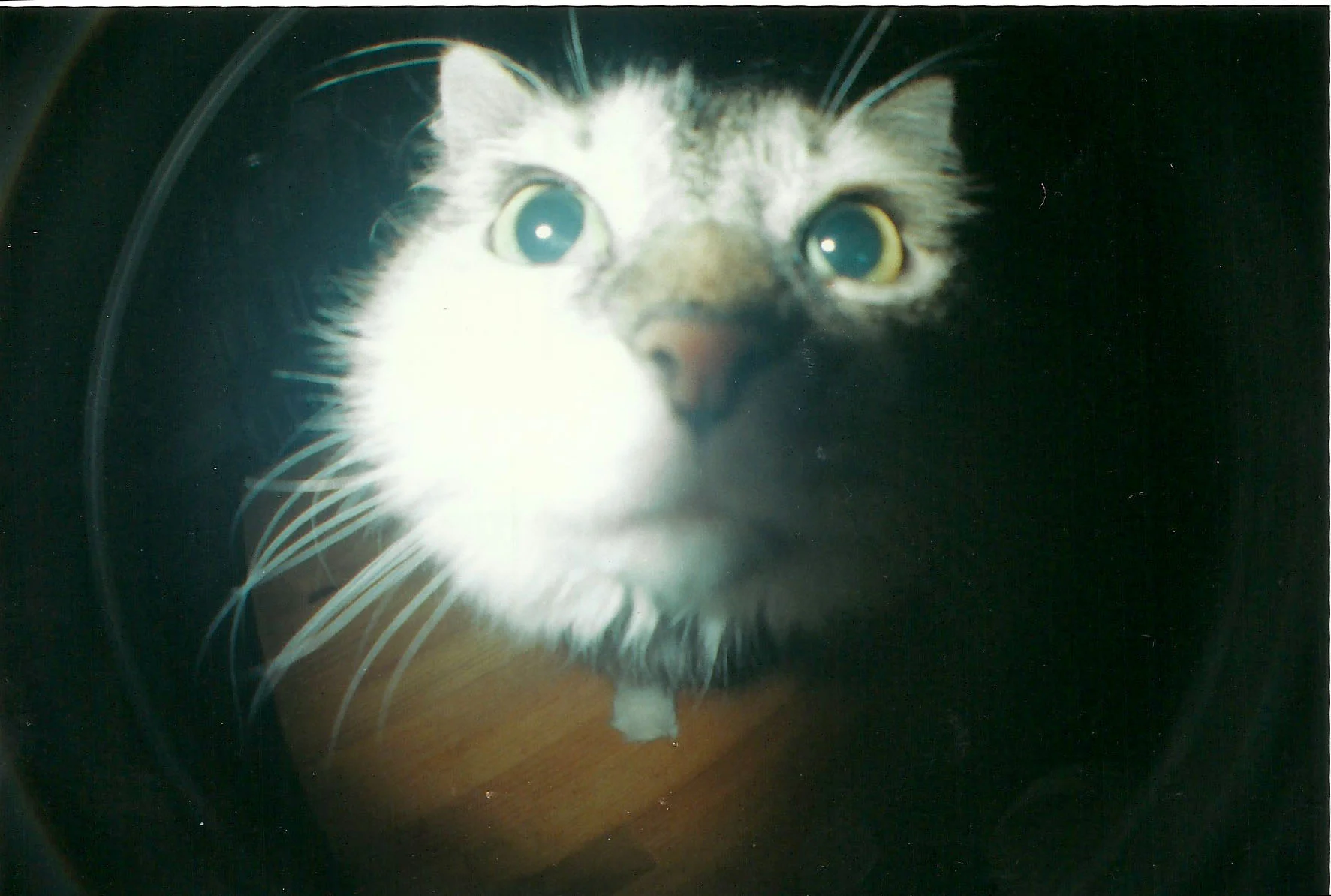 fisheye foxy.jpg