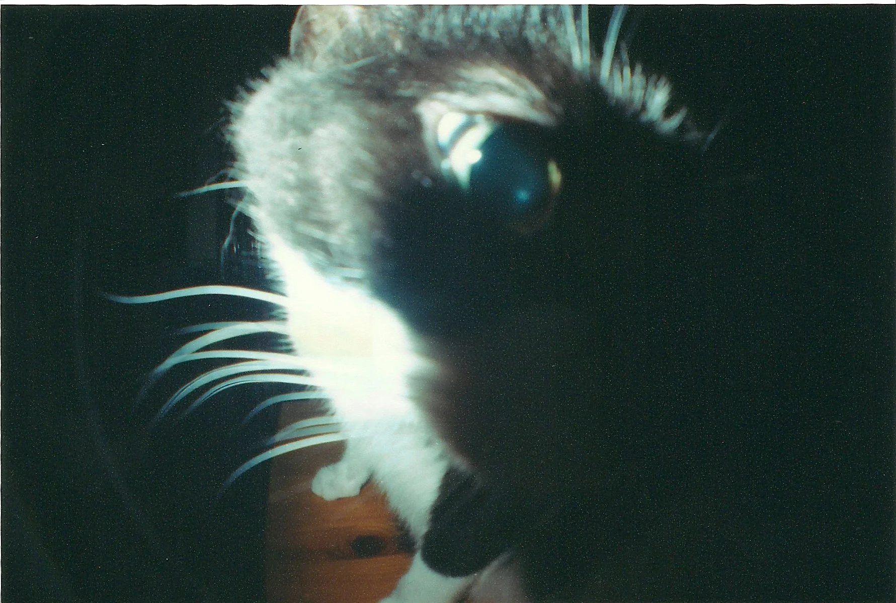 fisheye 2.jpg