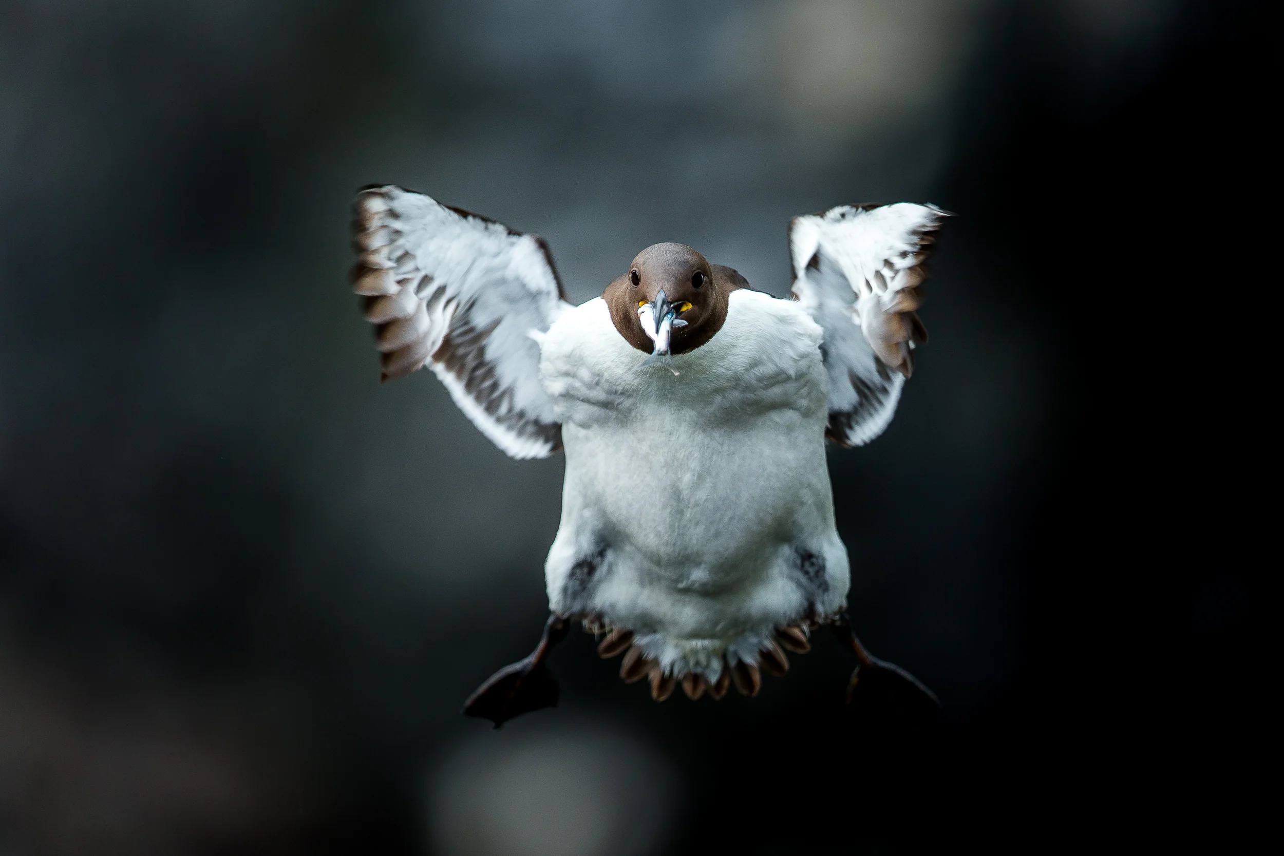 guillemot de troïl - Ile de lunga - Ecosse