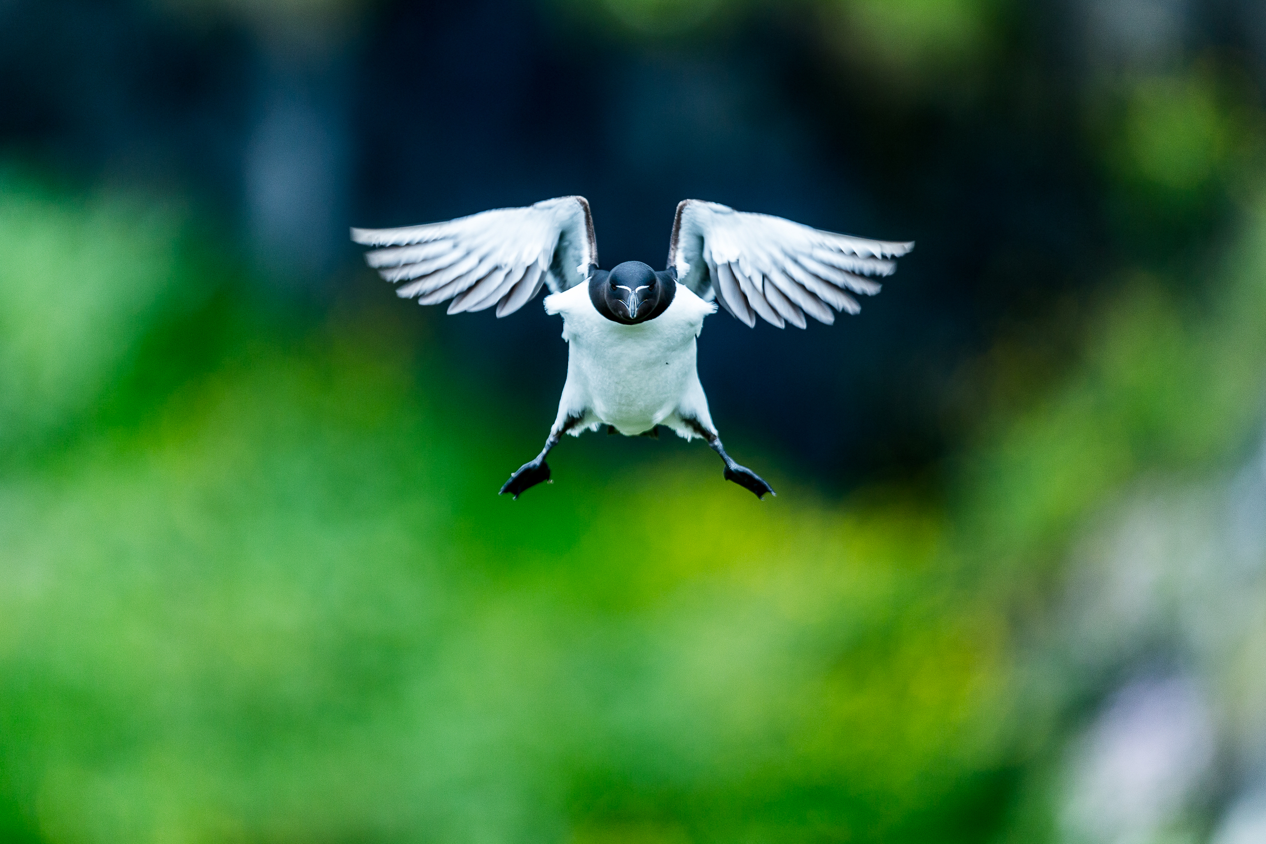 Pingouin torda - Ile de lunga - Ecosse