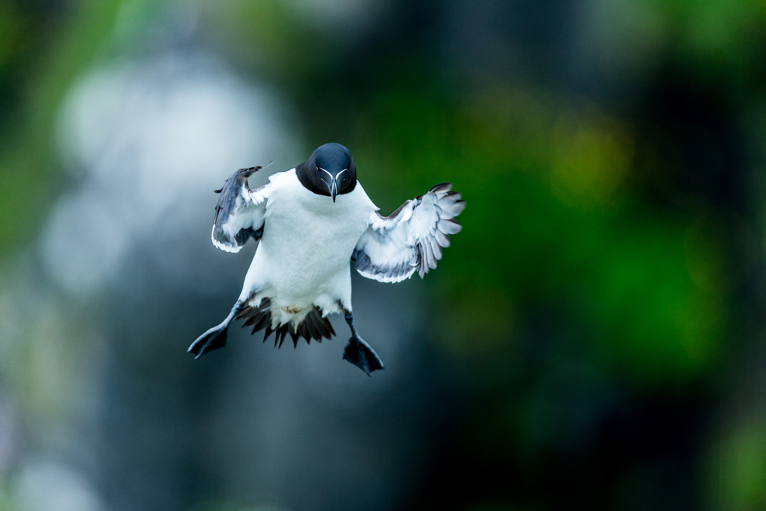 Pingouin torda - Ile de lunga - Ecosse