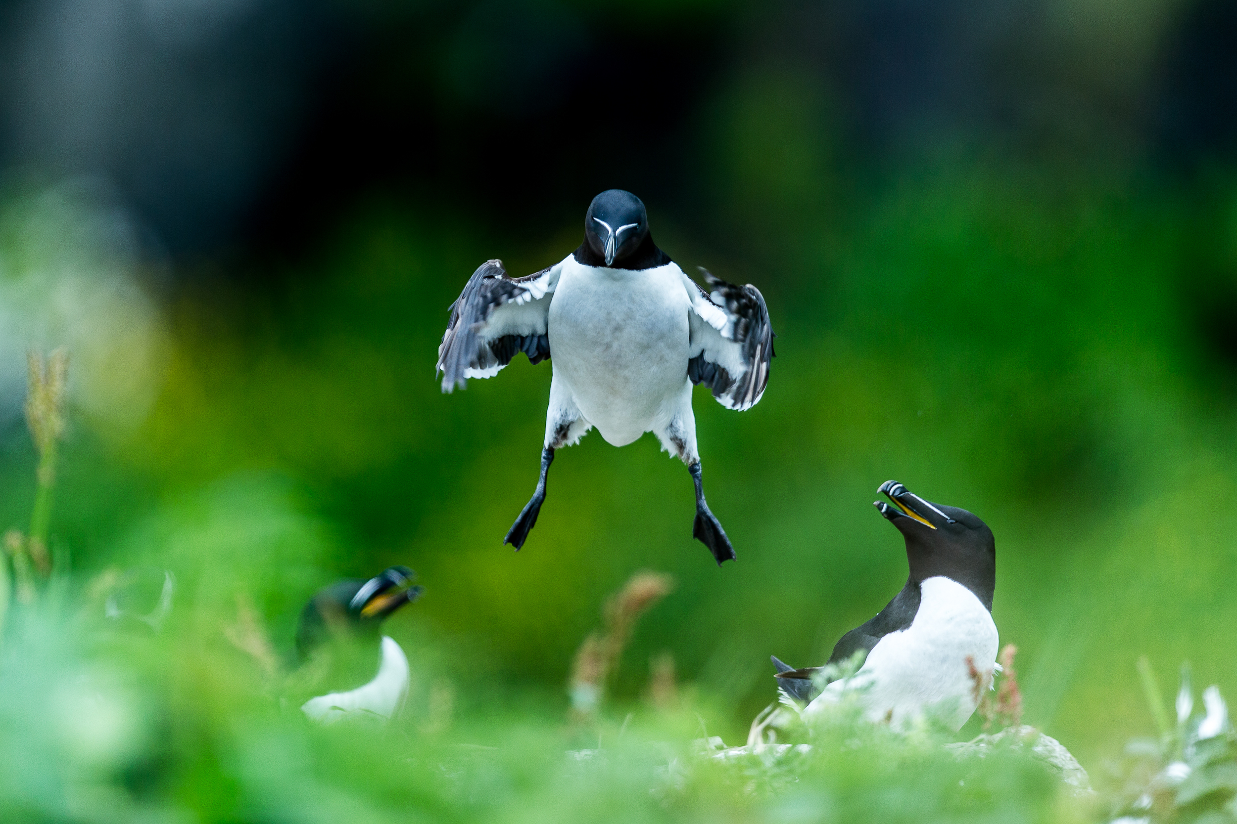 Pingouins torda - Ile de lunga - Ecosse