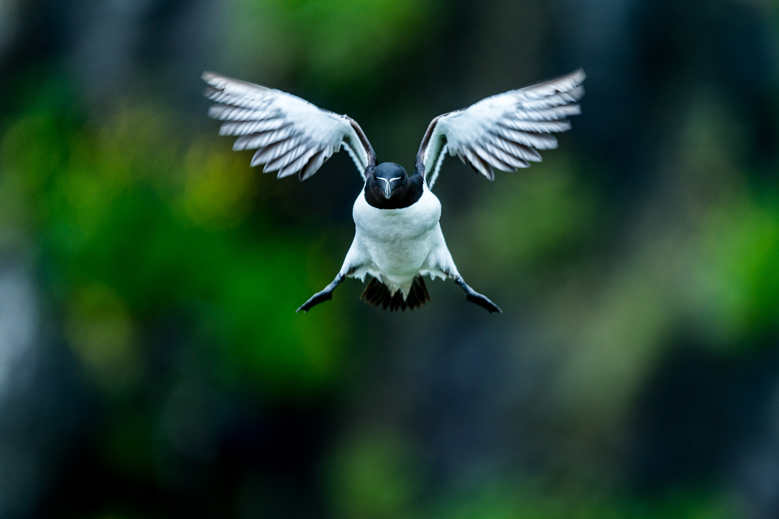 Pingouin torda - Ile de lunga - Ecosse