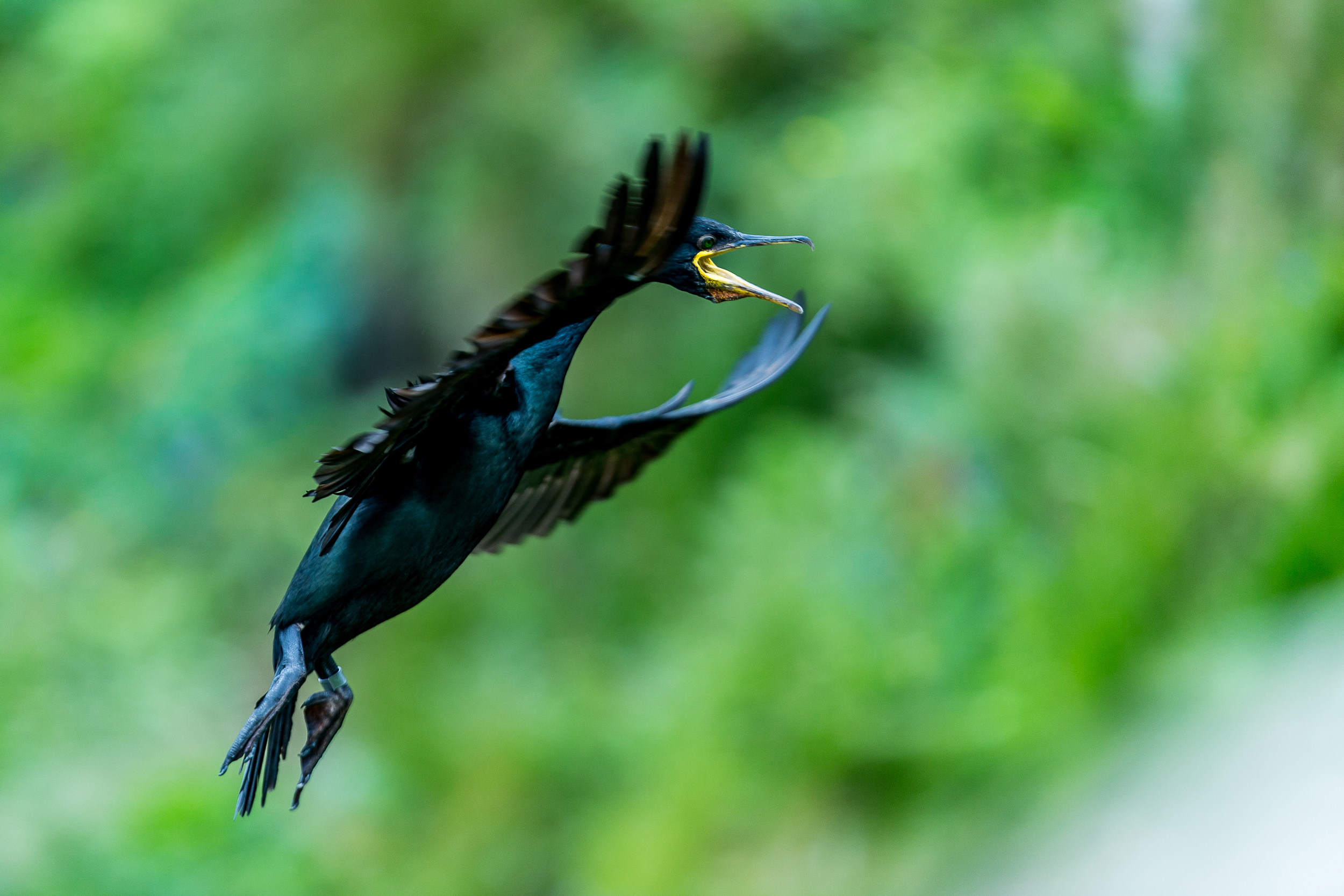 Cormoran - Ile de lunga - Ecosse