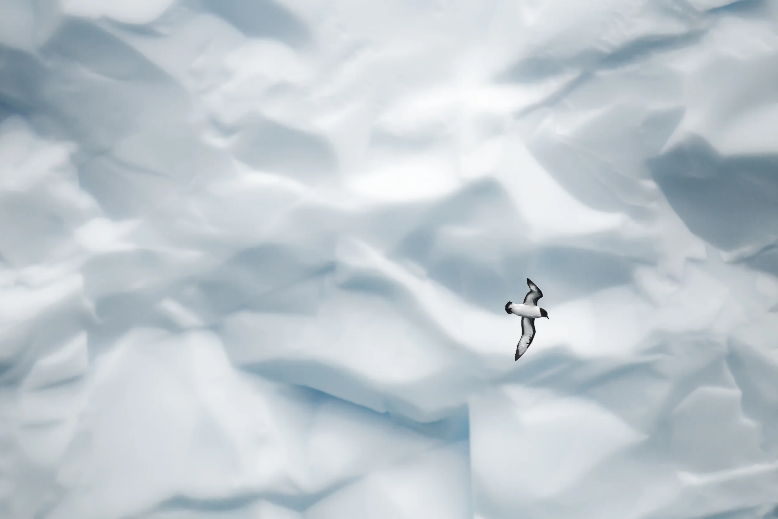 Damier du cap, icebergs vol 2 - Géorgie du sud