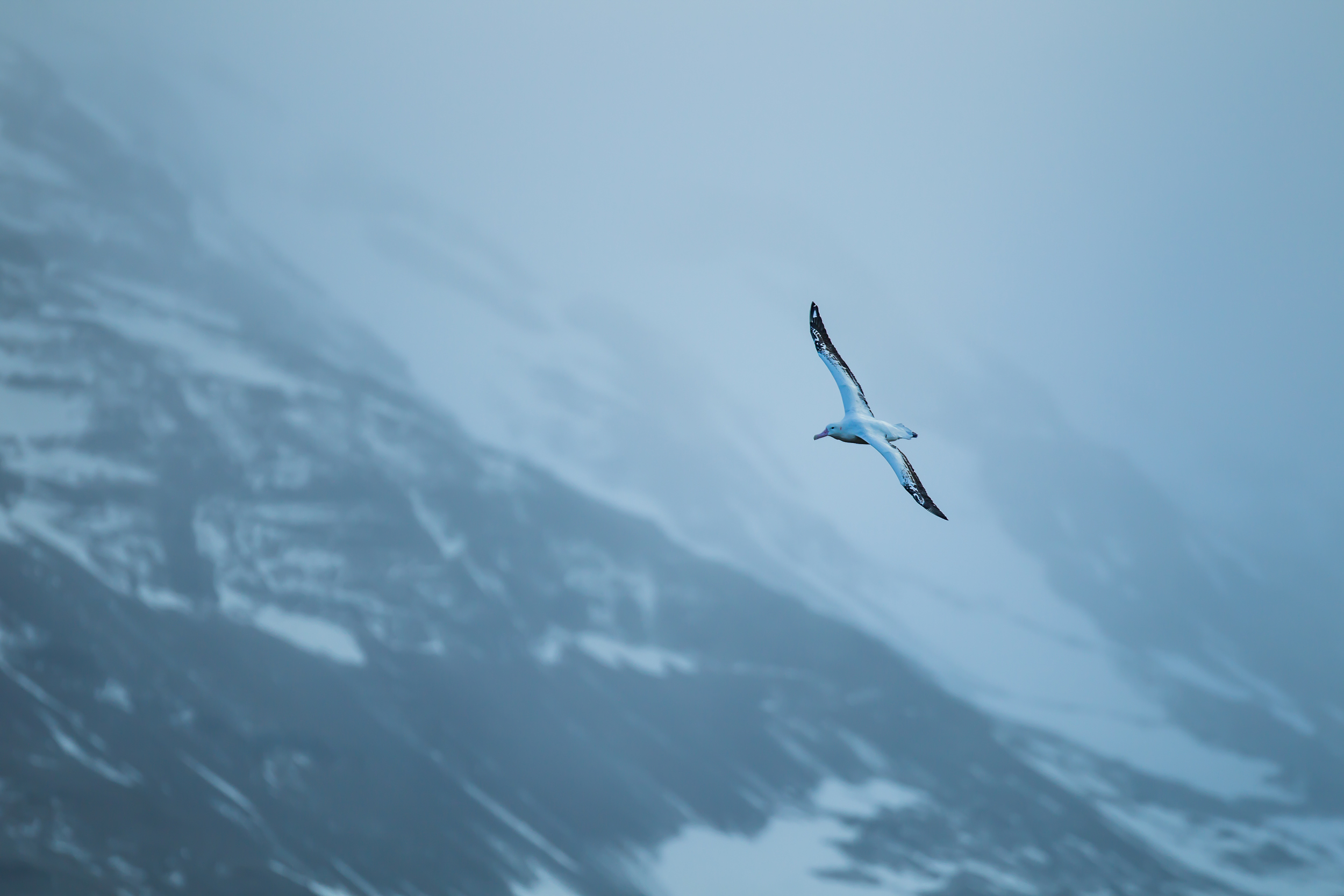 Vol d'albatros hurleur - Géorgie du sud