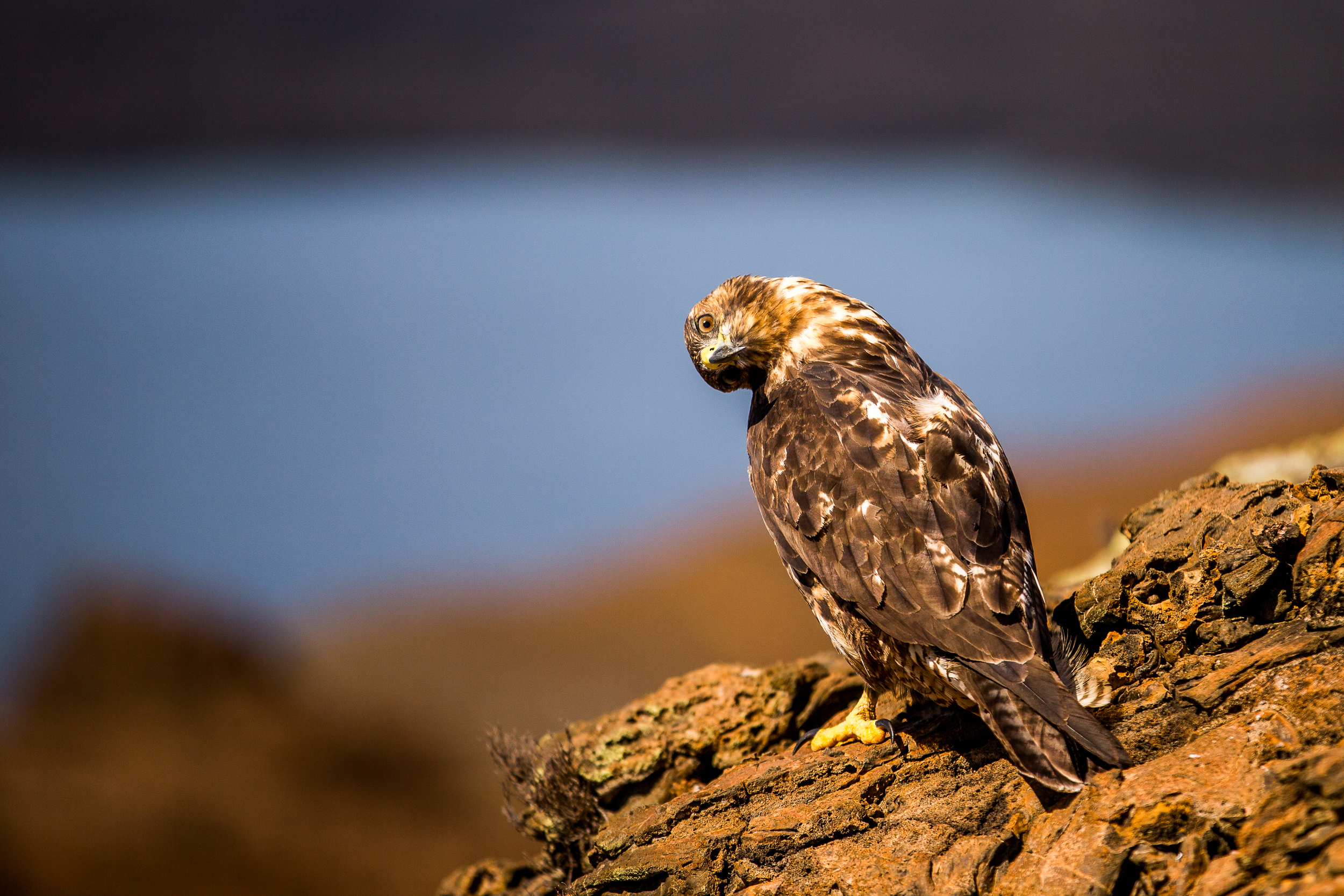 Buse des Galapagos - Iles des galapagos - Equateur