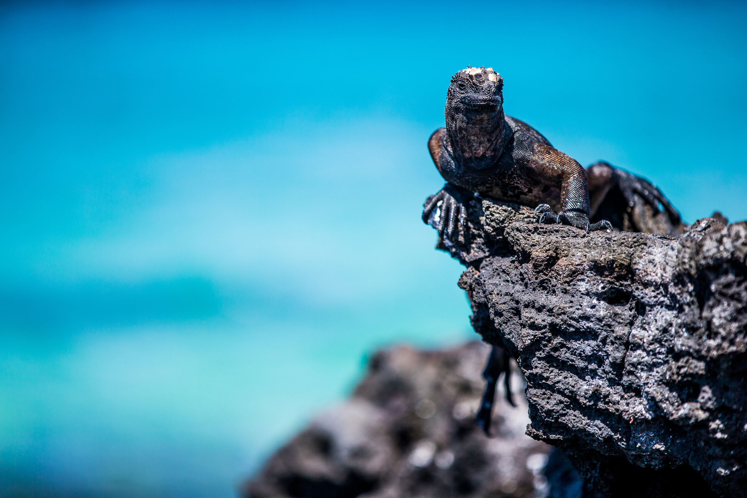 Iguane marin - Iles des Galapagos - Equateur