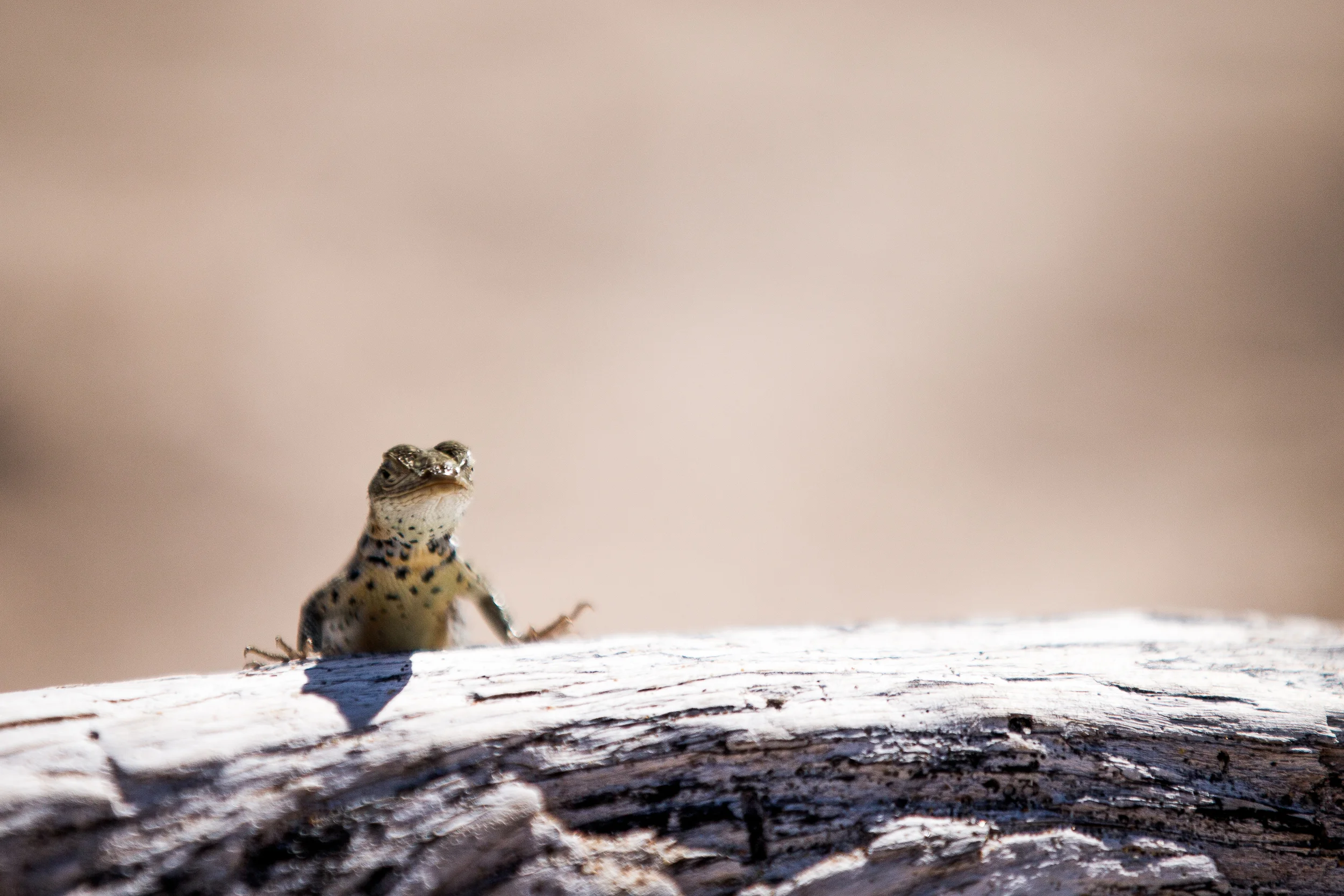 Gecko - Iles des Galapagos - Equateur