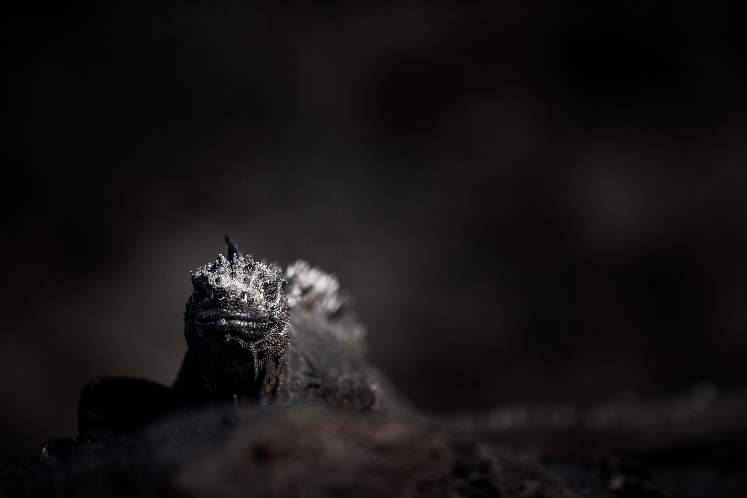 Iguane marin - Iles des Galapagos - Equateur