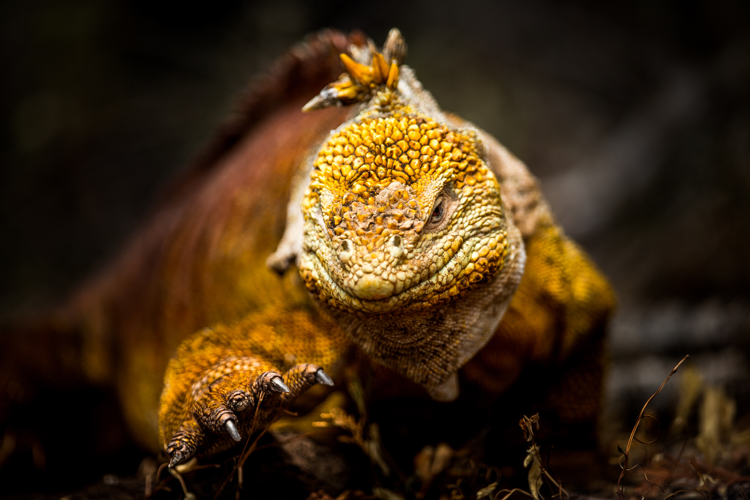 Iguane terrestre - Iles des Galapagos - Equateur