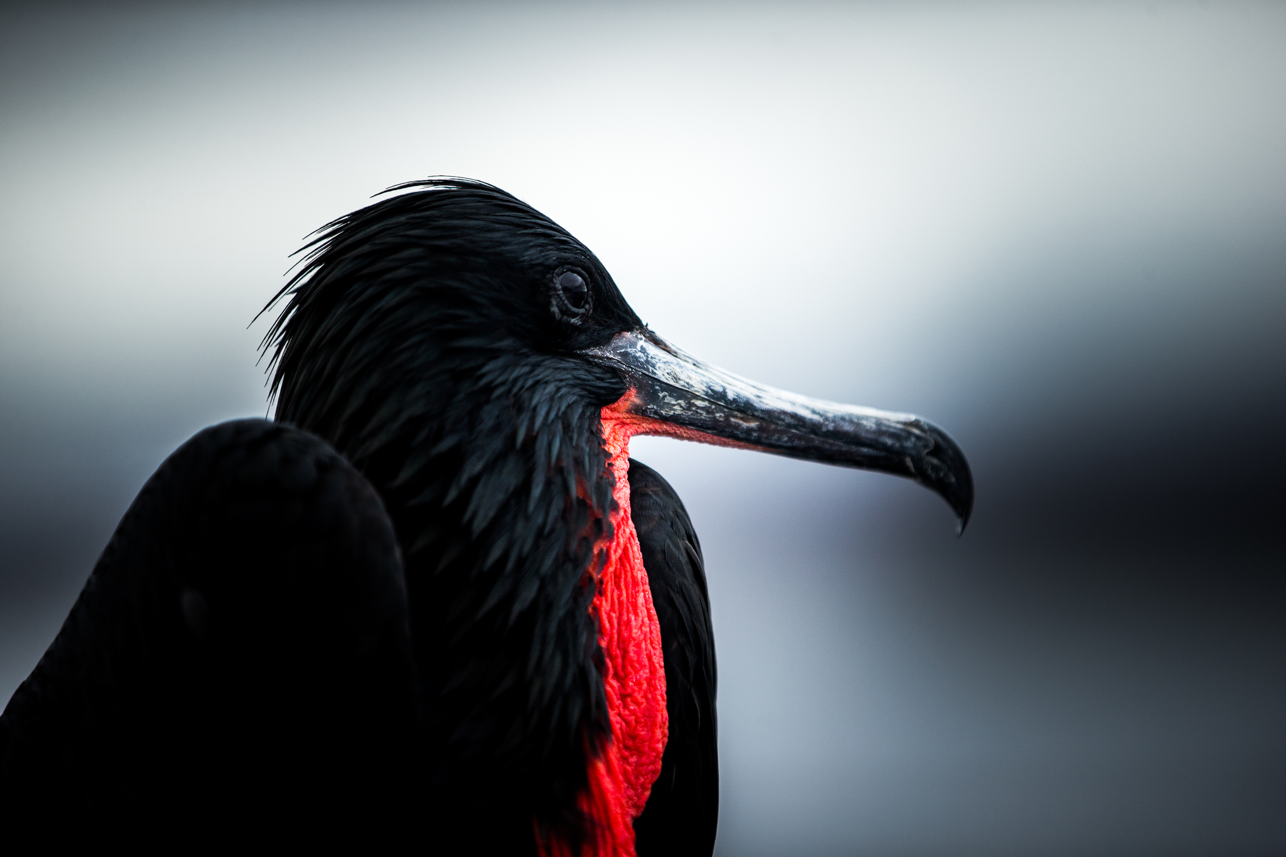 Frégate du Pacifique - Iles des Galapagos - Equateur