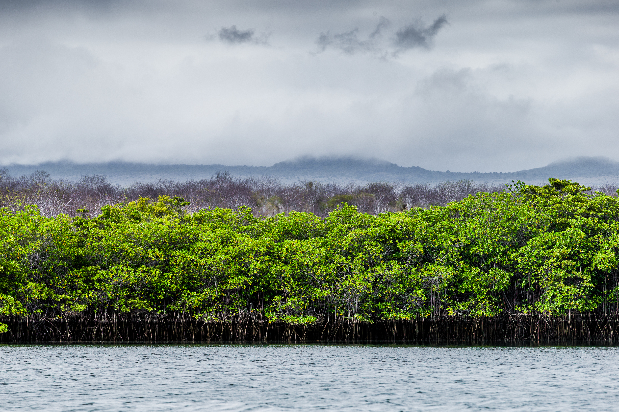 Mangrove - Iles des Galapagos - Equateur