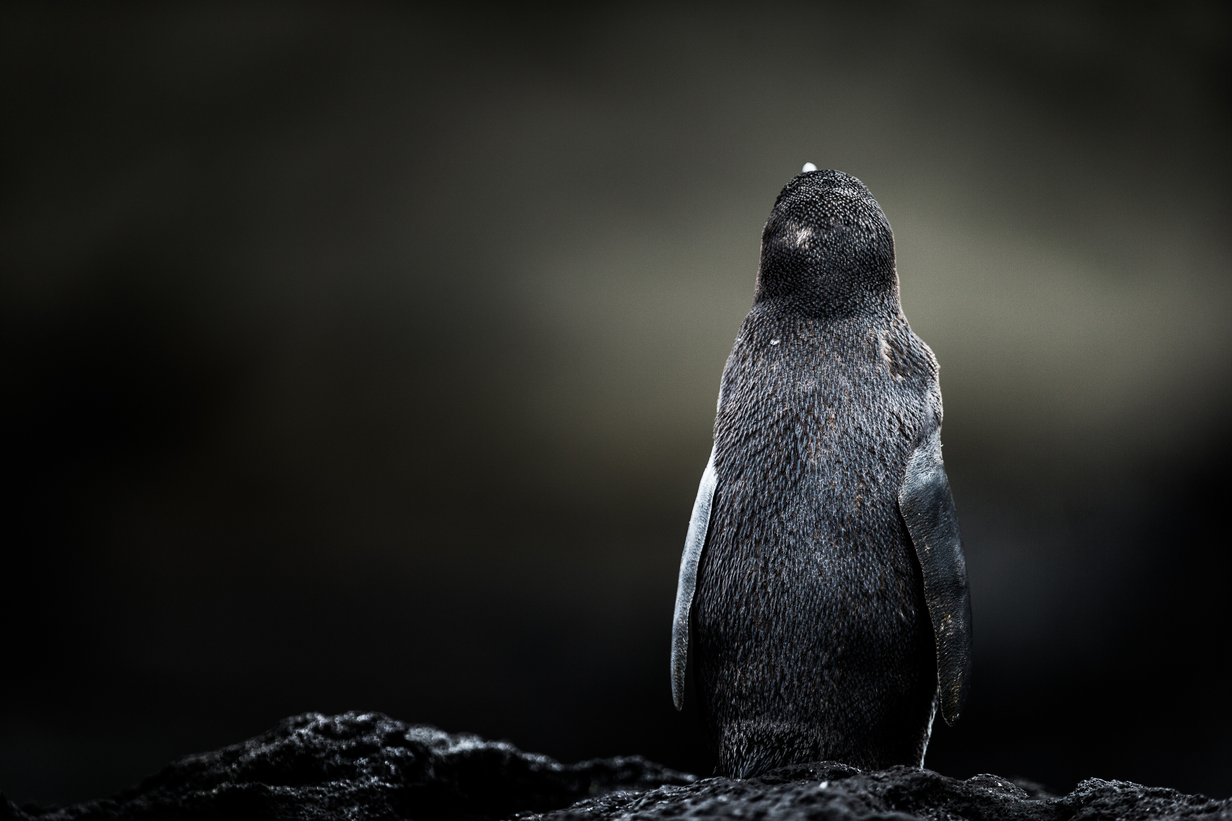 Manchot des Galápagos - Iles des Galapagos - Equateur