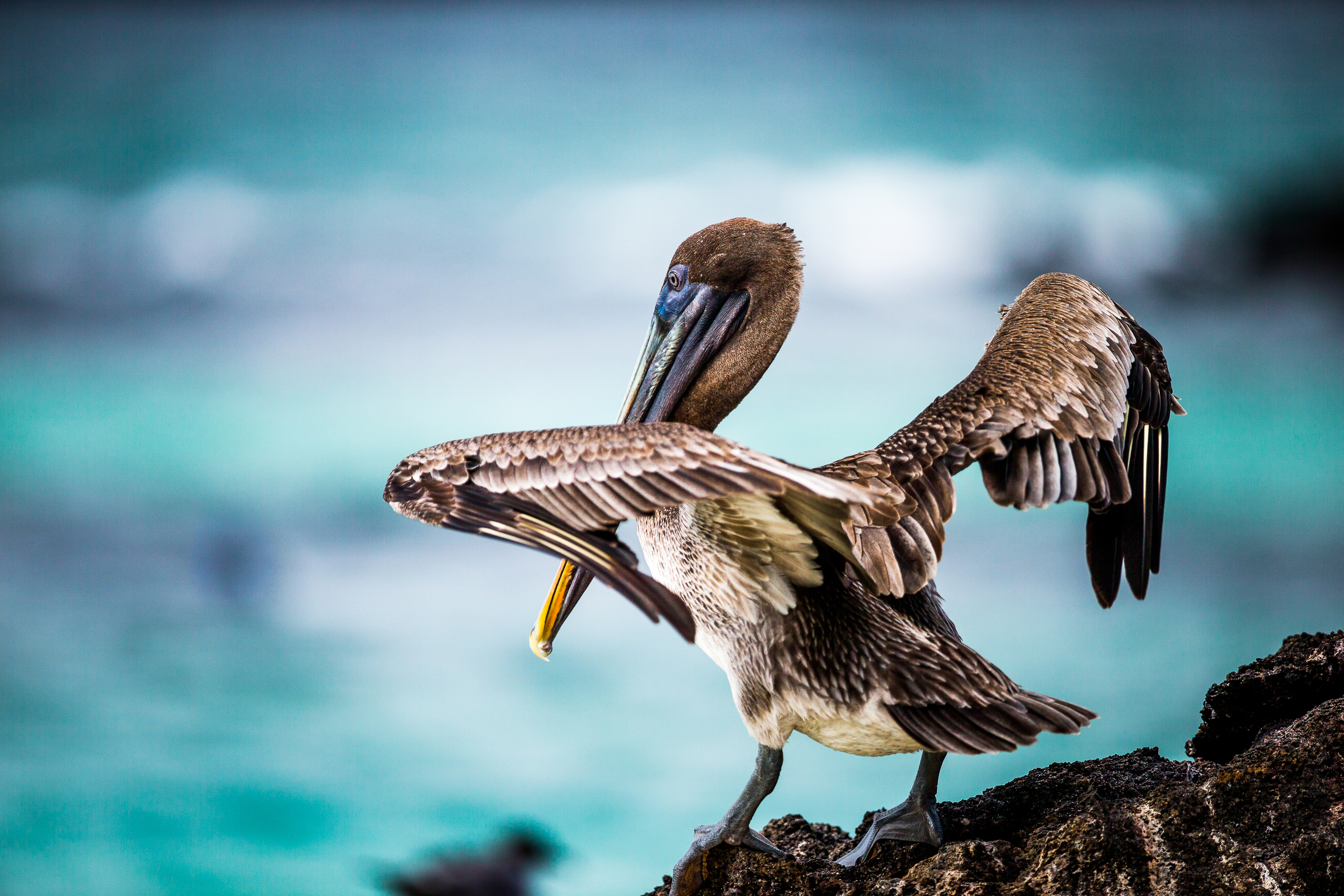 Pélican - Iles des Galapagos - Equateur