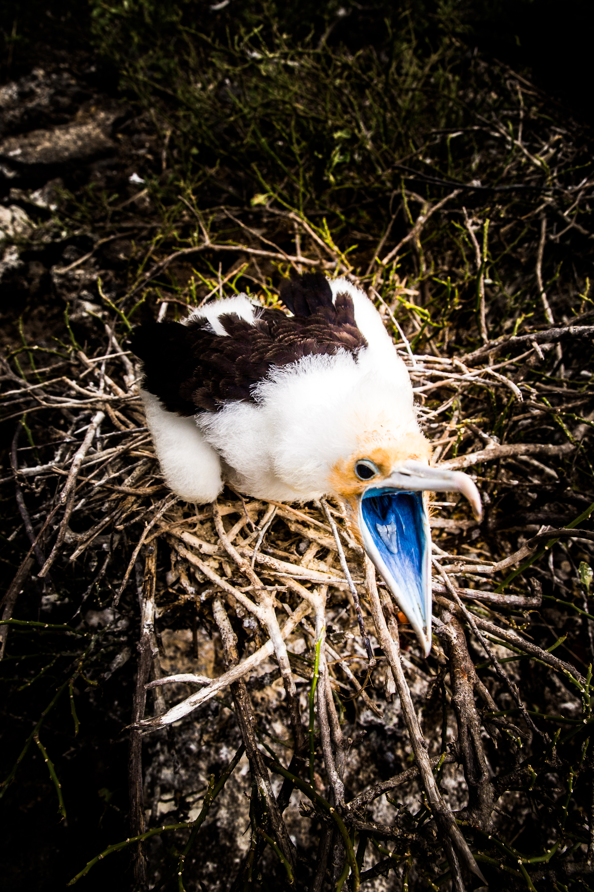 Jeune frégate du Pacifique - Iles des Galapagos - Equateur