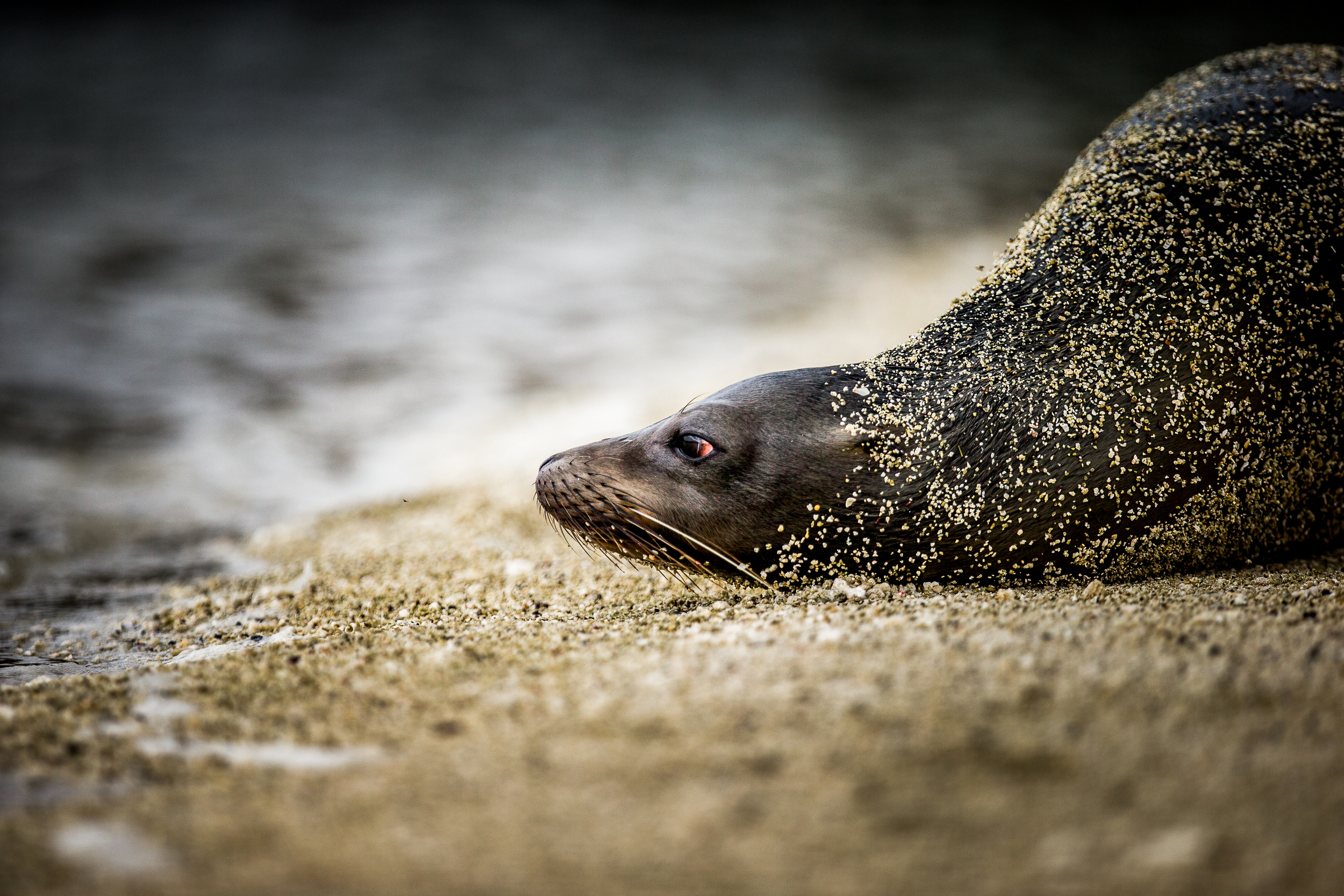 Otarie - Iles des Galapagos - Equateur