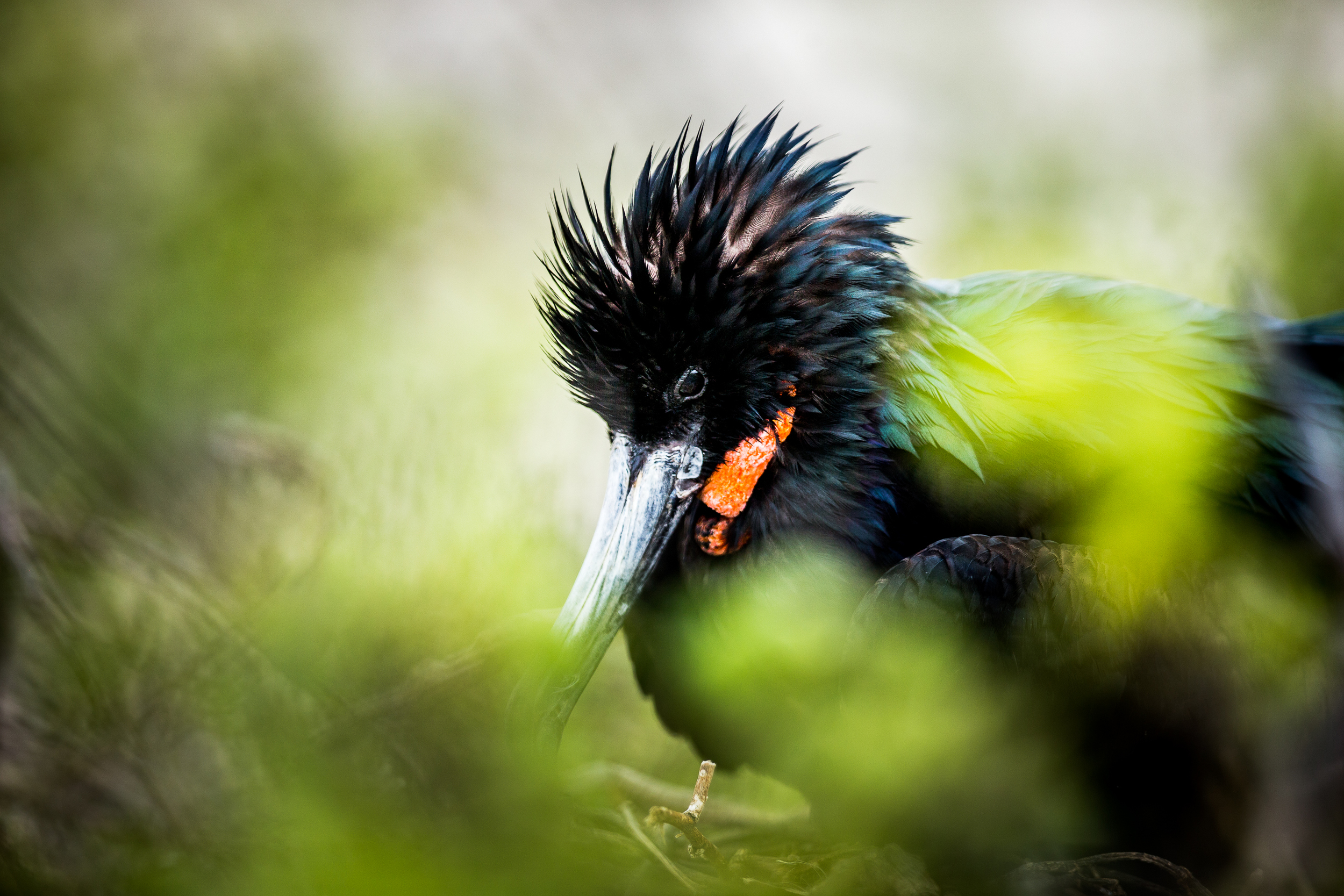 Jeune Frégate du Pacifique - Iles des Galapagos - Equateur