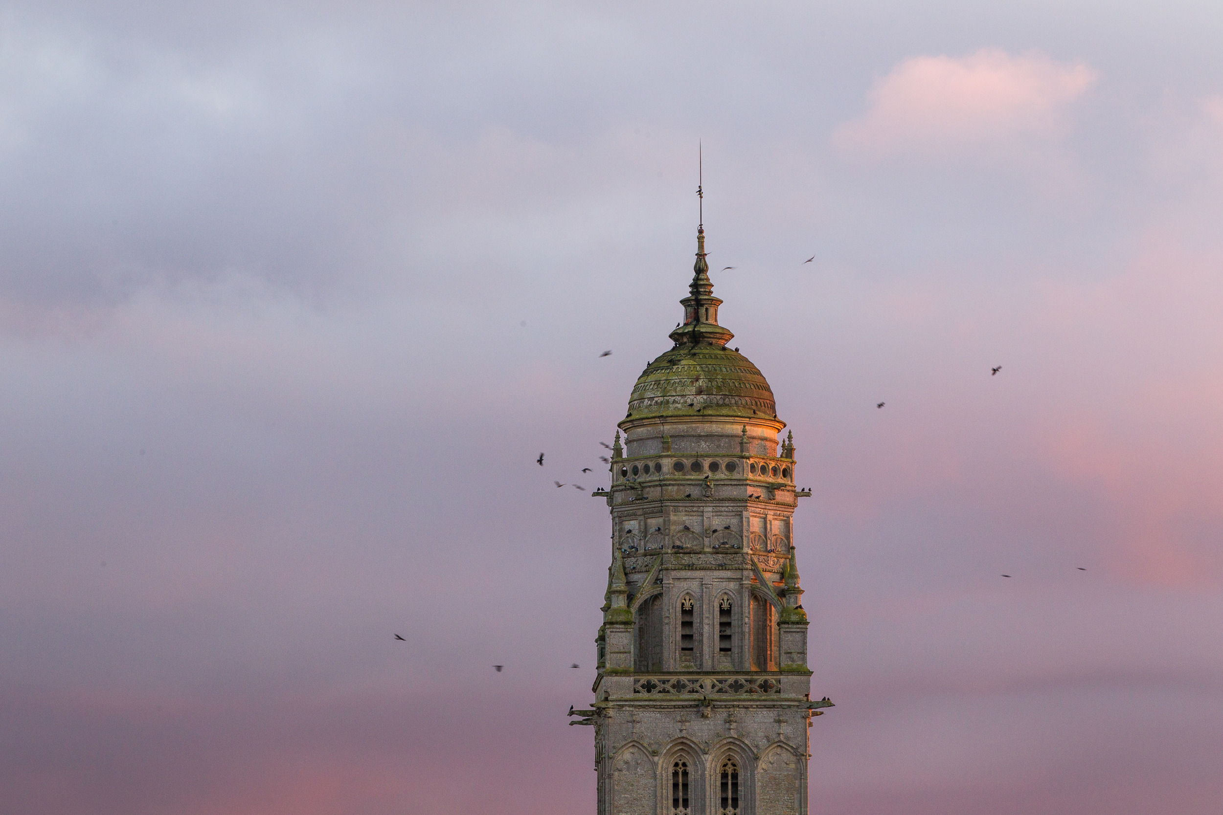 Choucas des tours et le clocher - Normandie sauvage