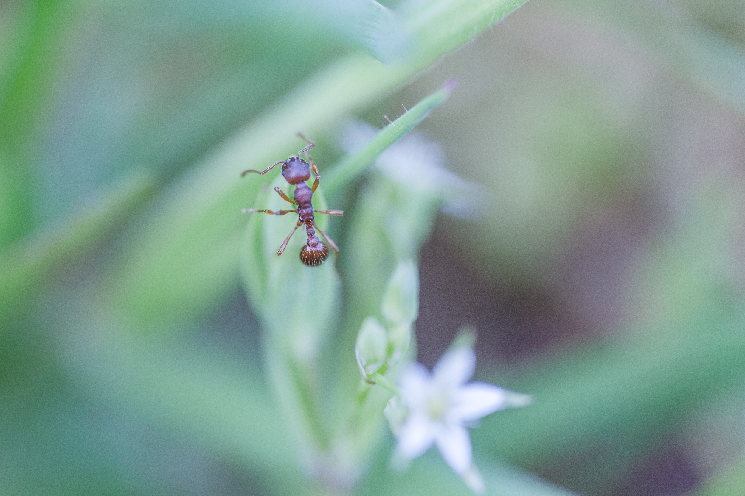 La fourmi - Normandie sauvage