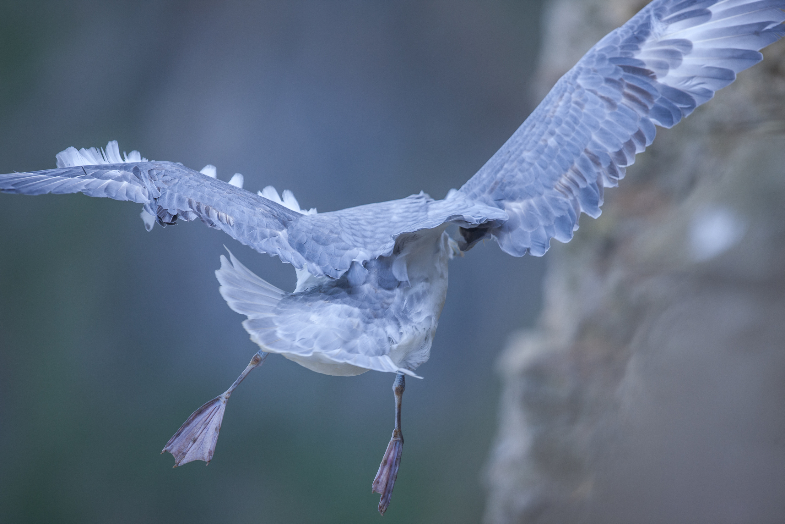 Vol fulmar boréal - Normandie sauvage