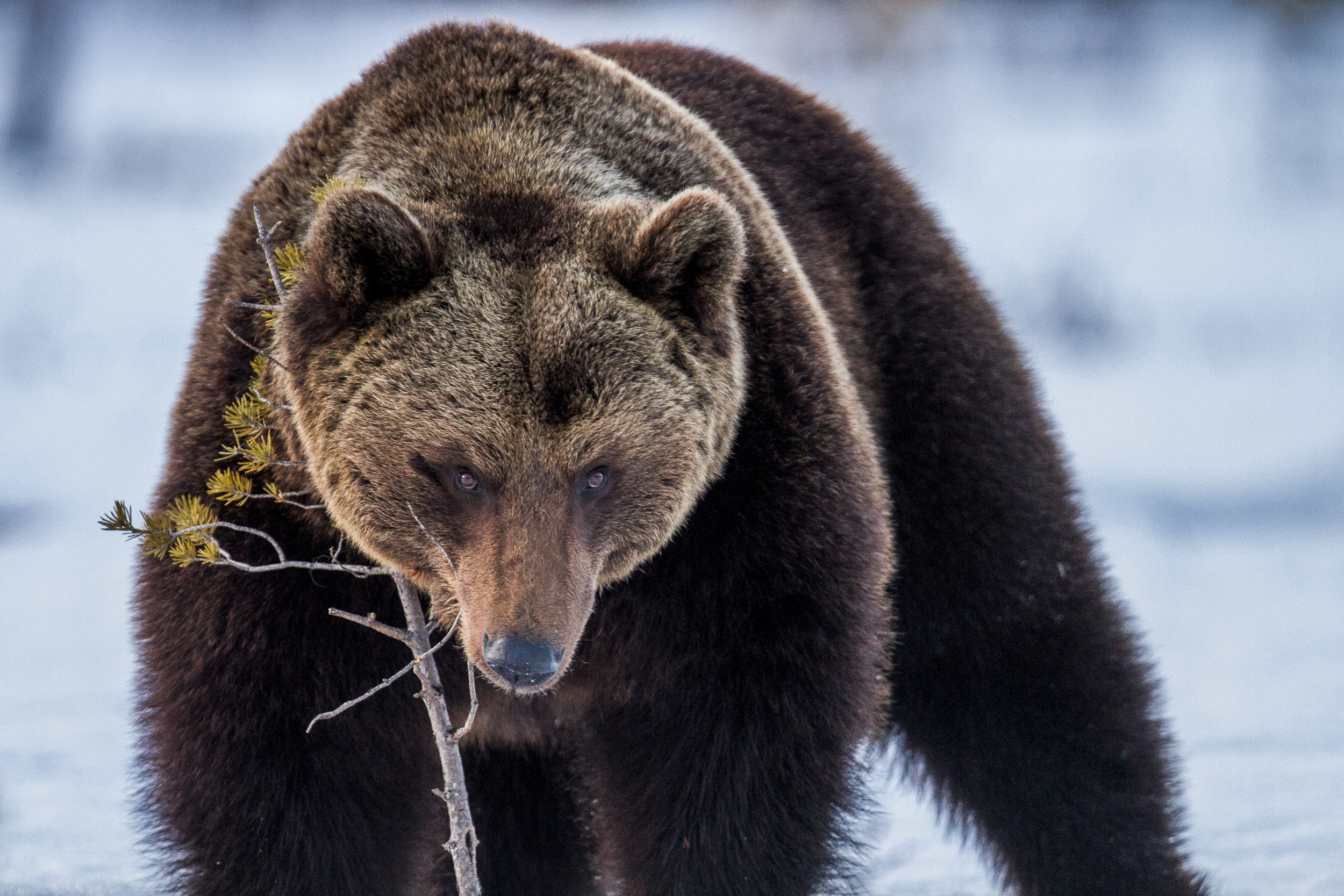 stephaneleroy_wild_finland_01.jpg