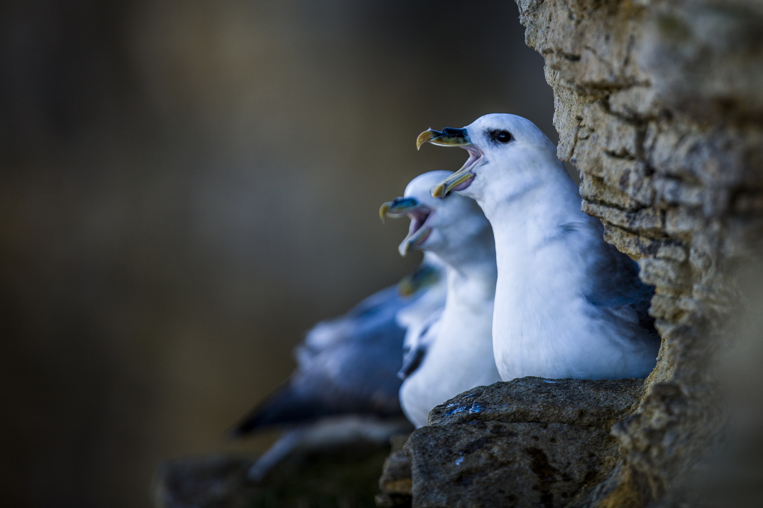 stephaneleroy_fulmar_boreal-13.jpg