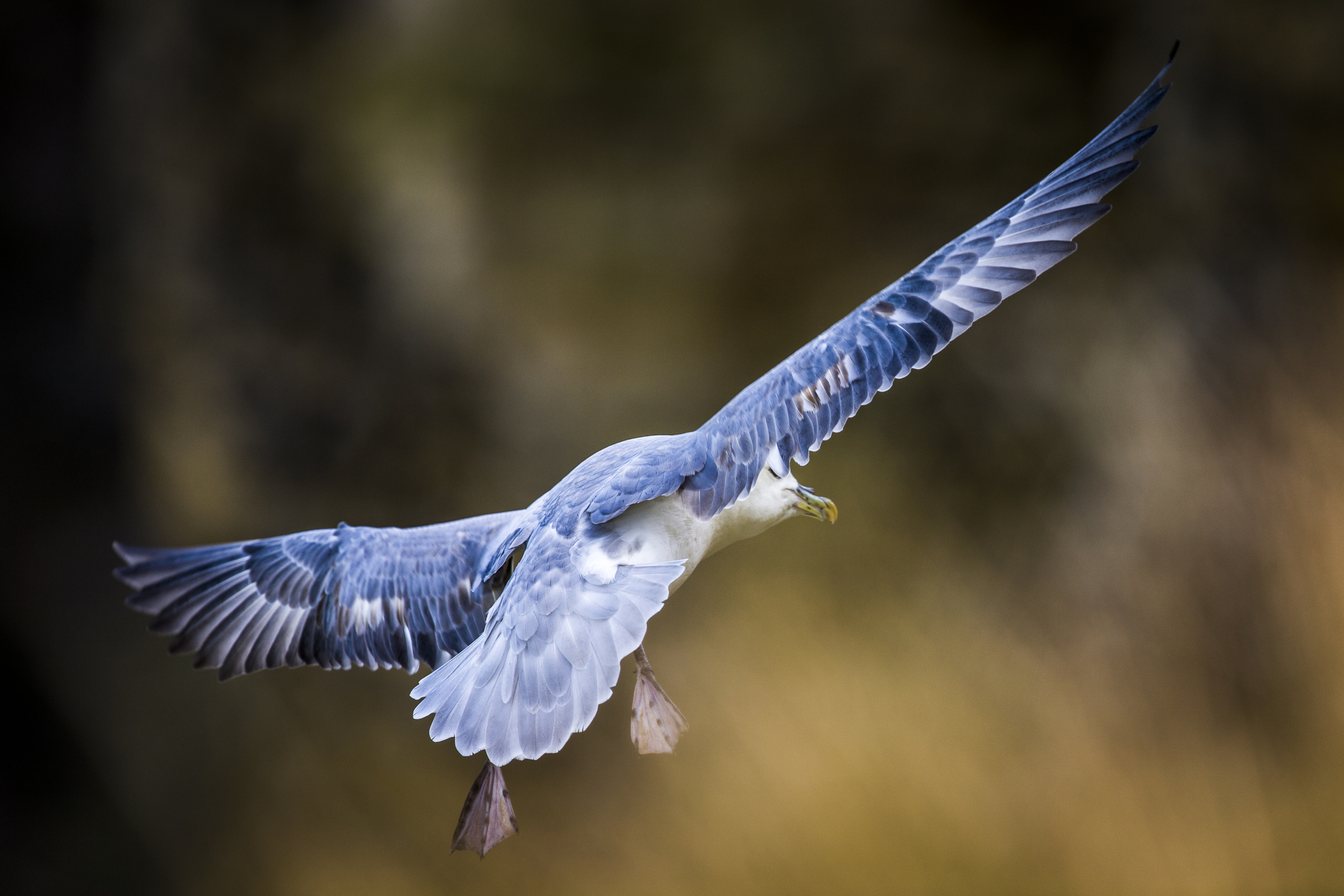 stephaneleroy_fulmar_boreal-39.jpg