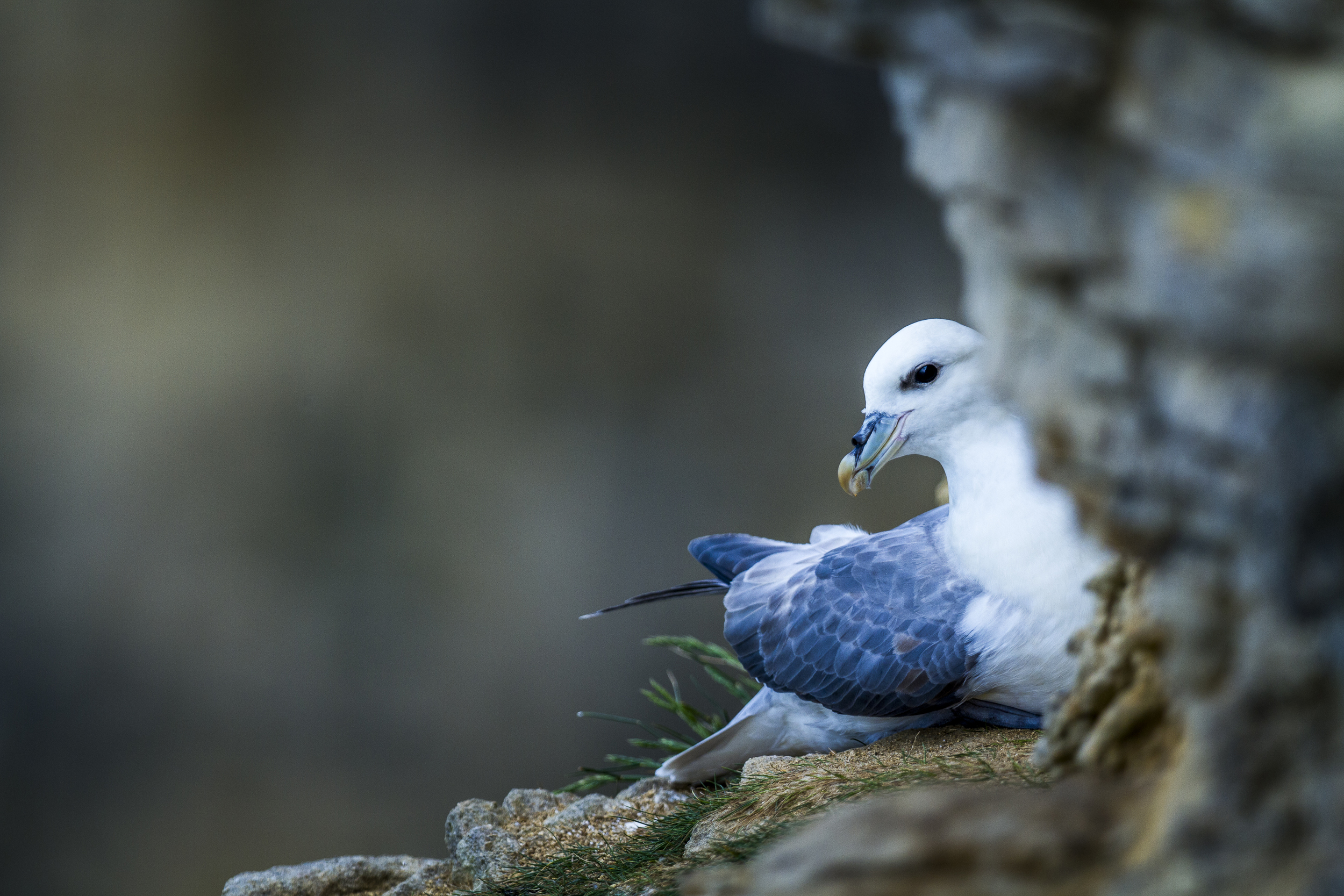 stephaneleroy_fulmar_boreal-1.jpg