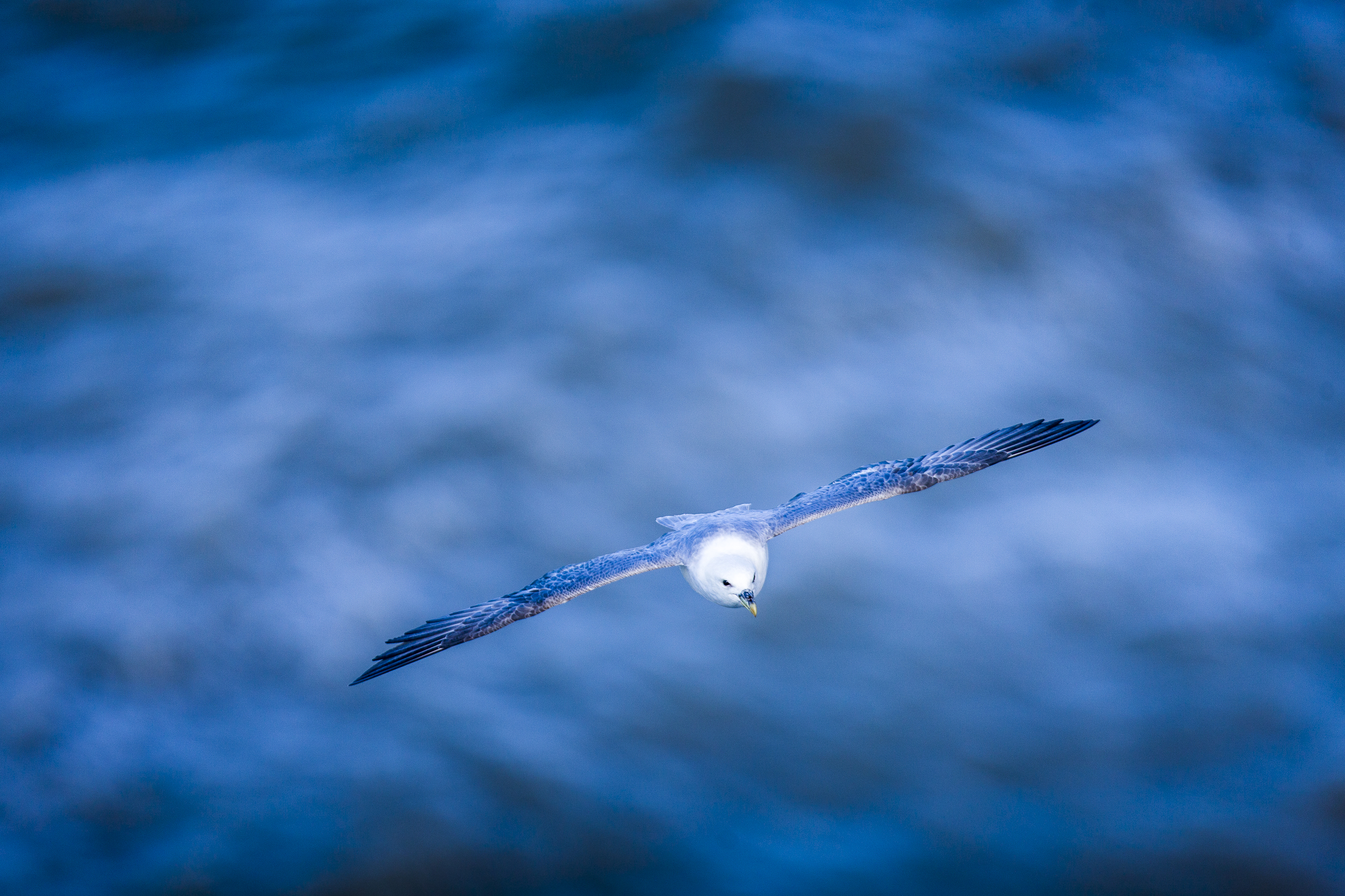 stephaneleroy_fulmar_boreal-2.jpg