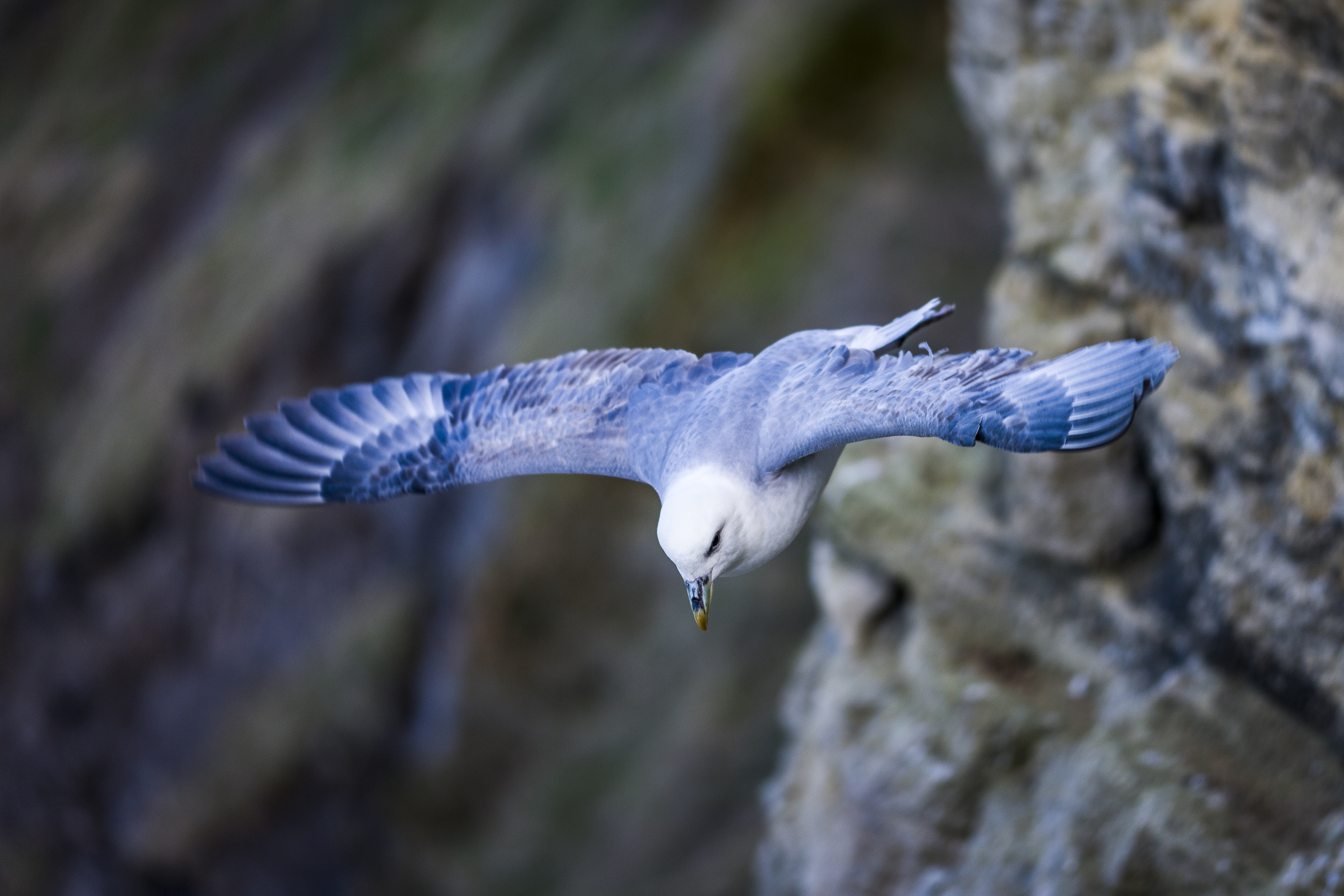 stephaneleroy_fulmar_boreal-5.jpg