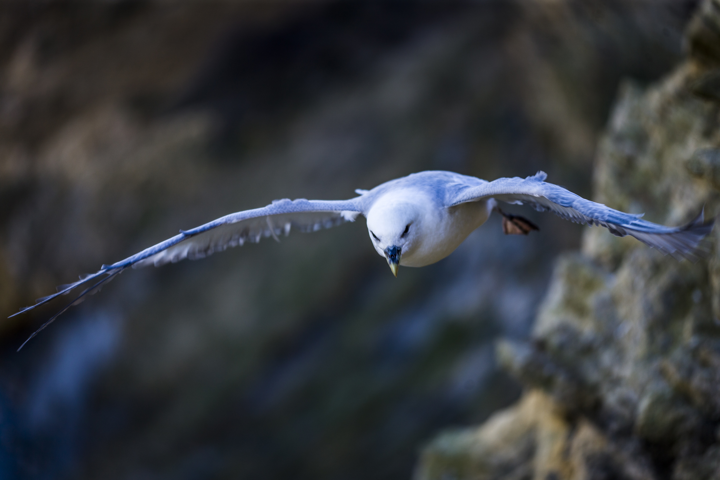 stephaneleroy_fulmar_boreal-19.jpg