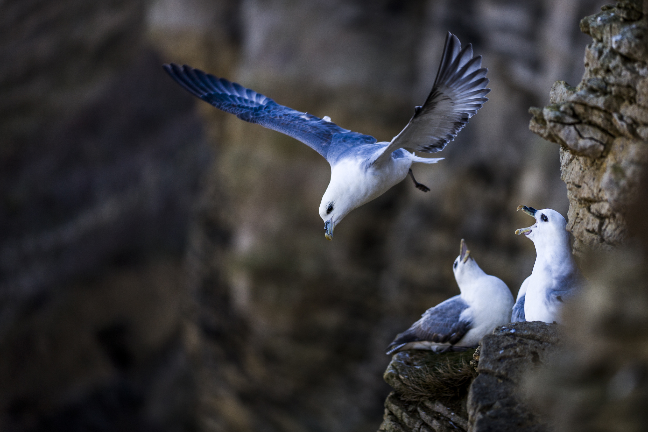 stephaneleroy_fulmar_boreal-20.jpg