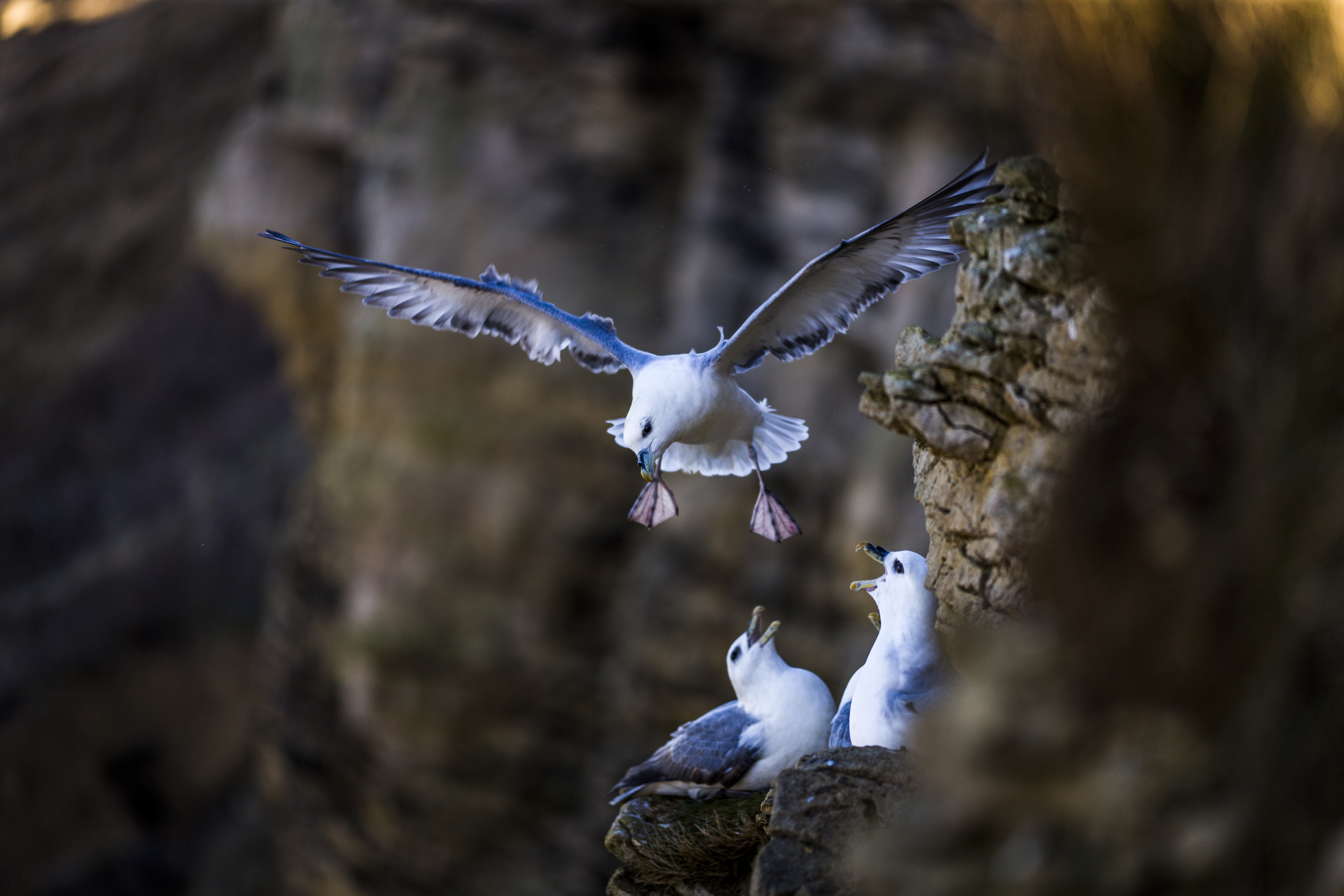 stephaneleroy_fulmar_boreal-21.jpg