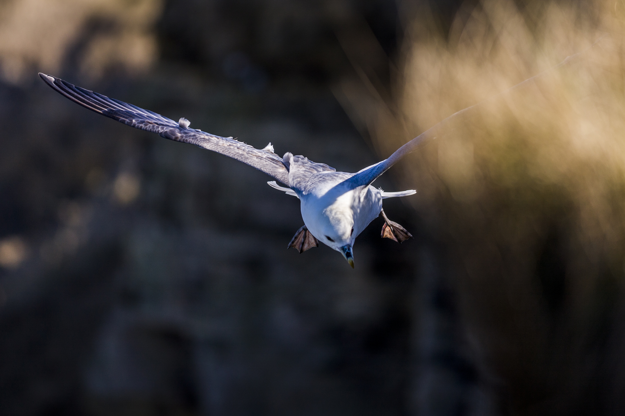 stephaneleroy_fulmar_boreal-28.jpg