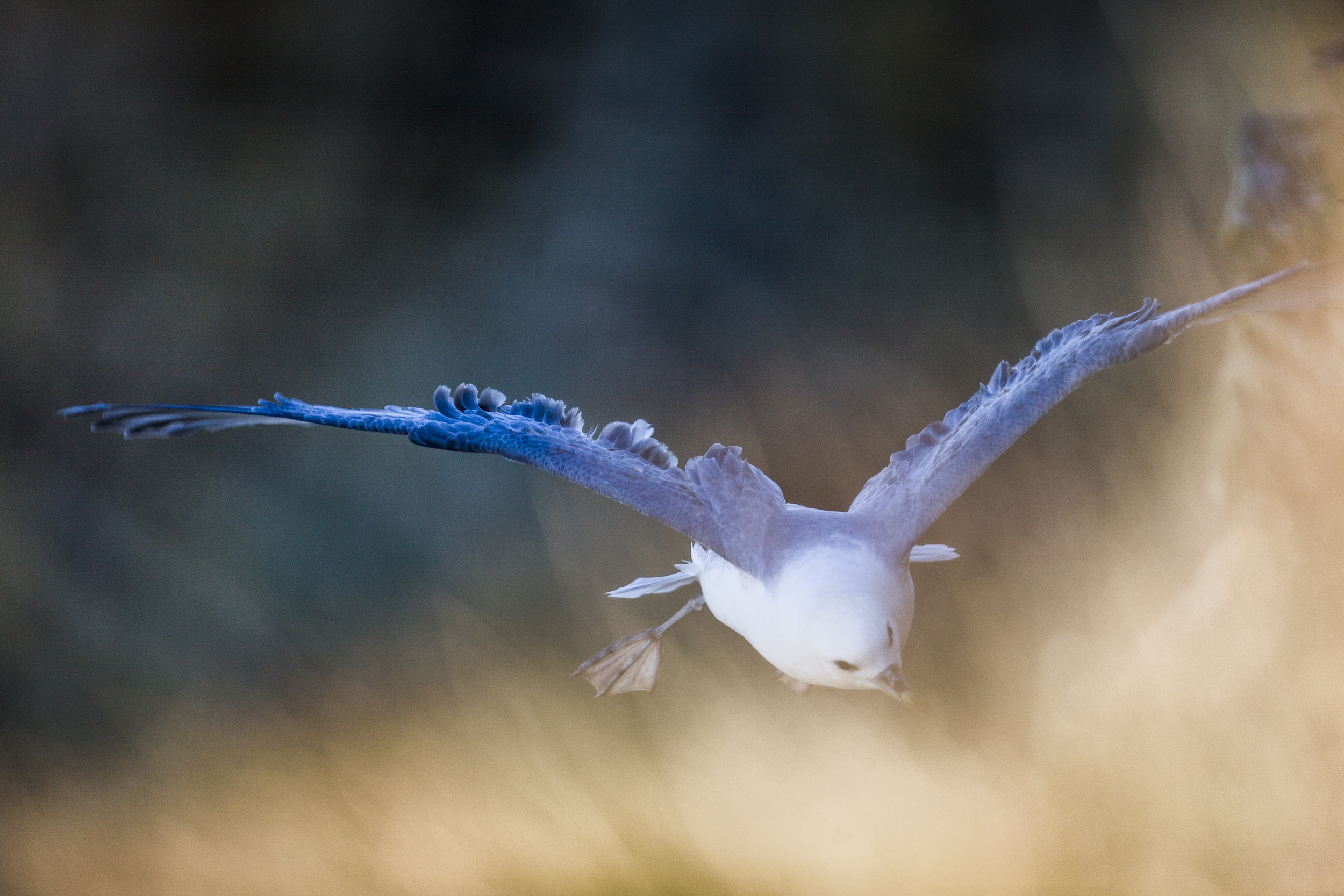 stephaneleroy_fulmar_boreal-31.jpg