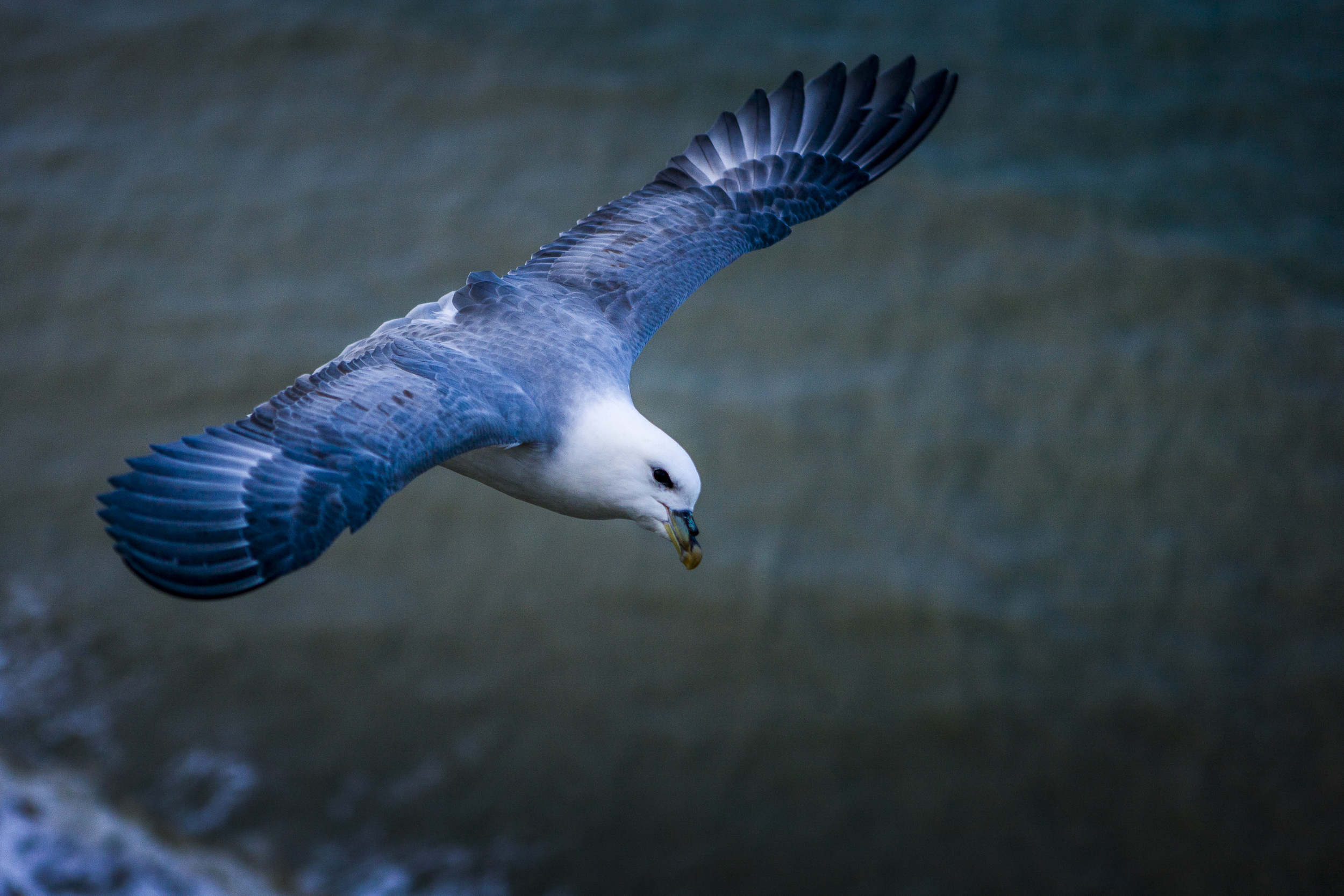 stephaneleroy_fulmar_boreal-35.jpg