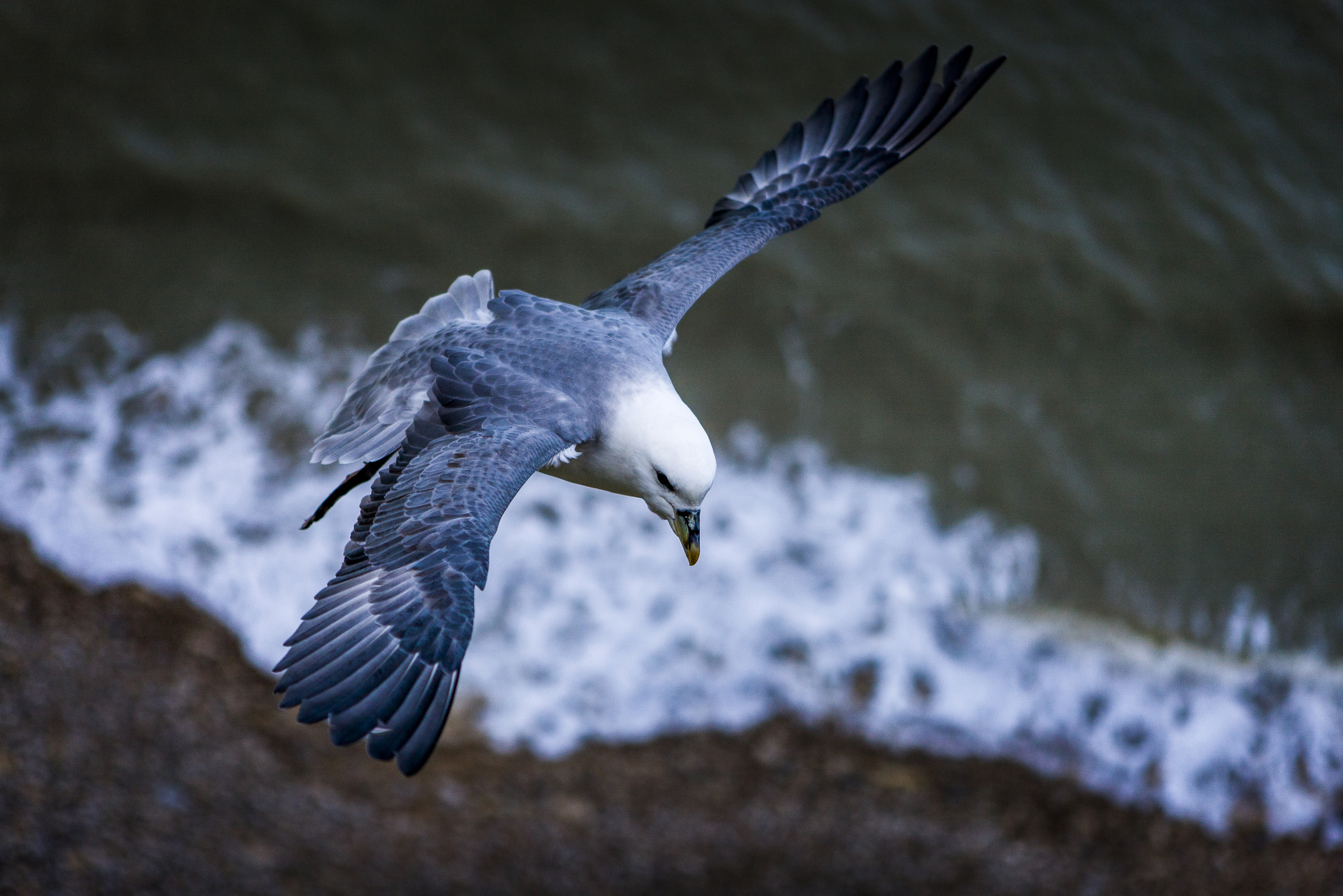 stephaneleroy_fulmar_boreal-36.jpg