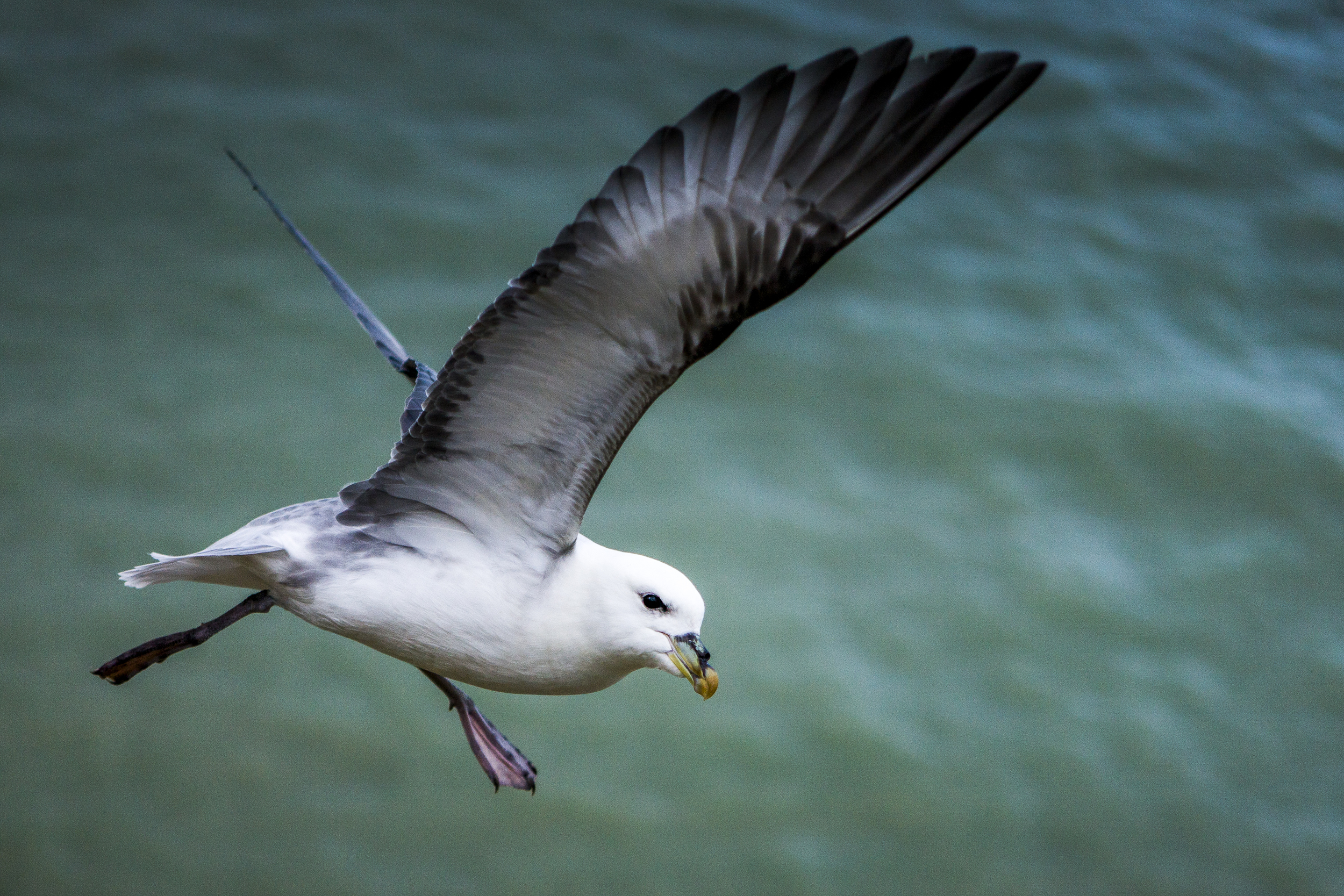 stephaneleroy_fulmar_boreal-37.jpg