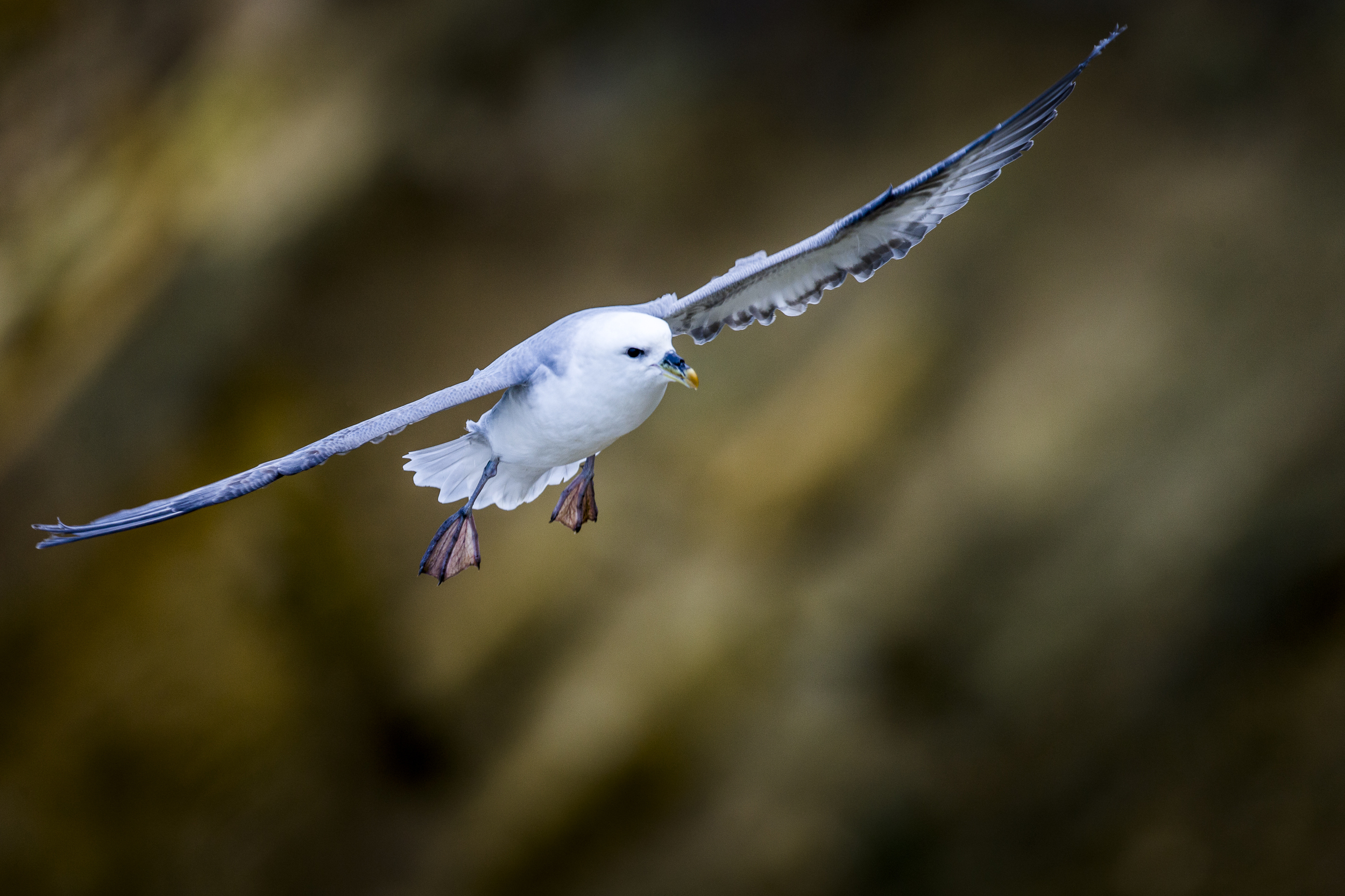 stephaneleroy_fulmar_boreal-41.jpg