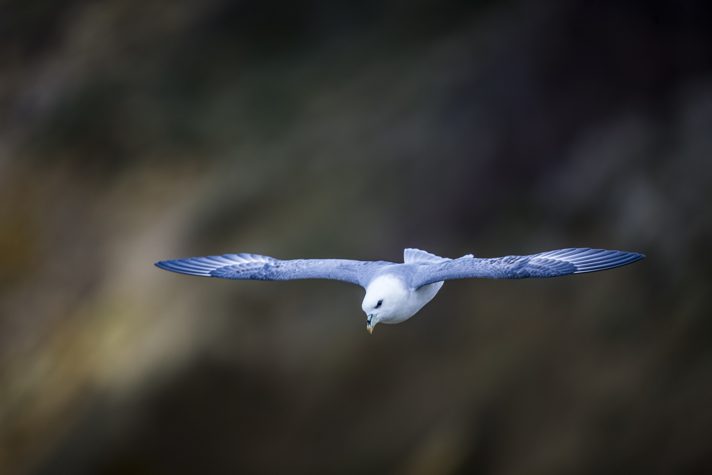 stephaneleroy_fulmar_boreal-44.jpg