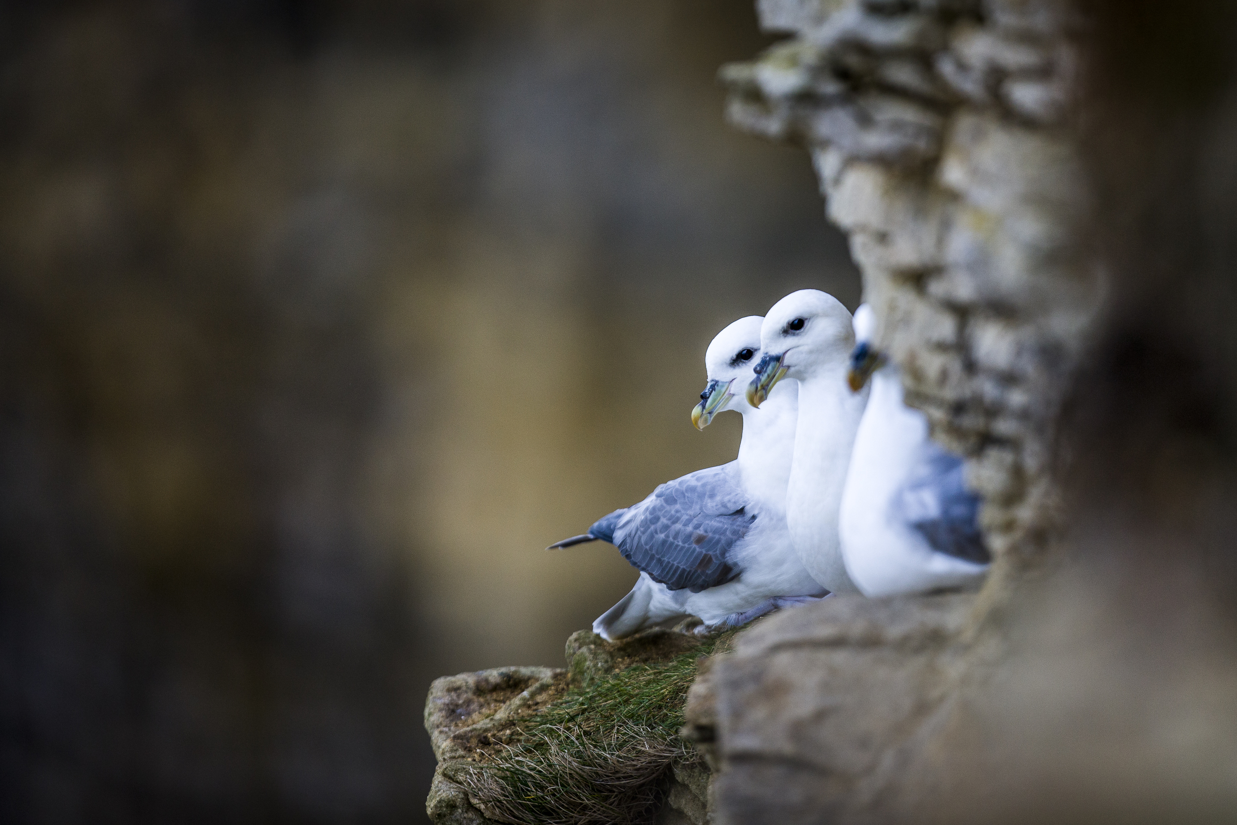 stephaneleroy_fulmar_boreal-45.jpg