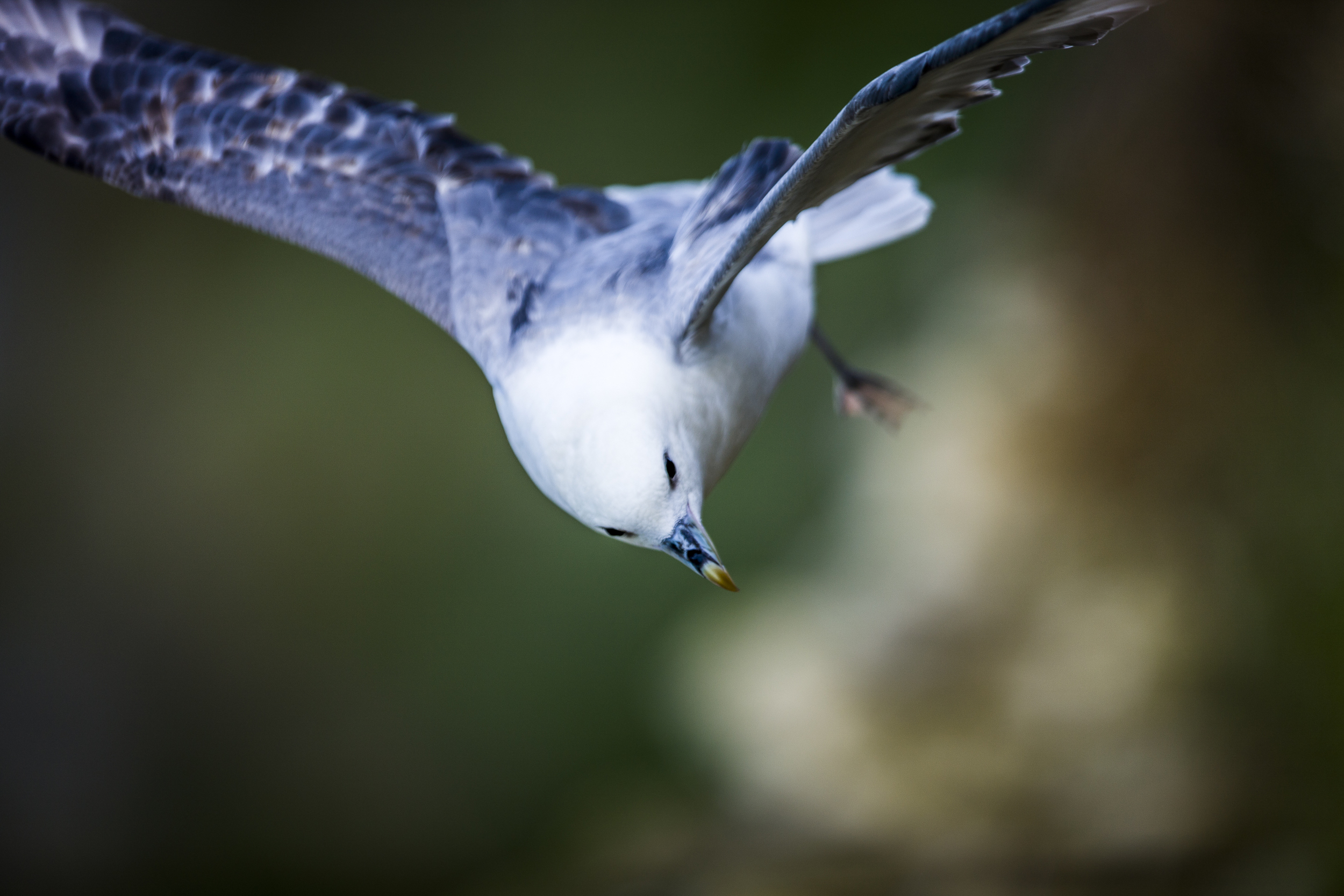 stephaneleroy_fulmar_boreal-50.jpg